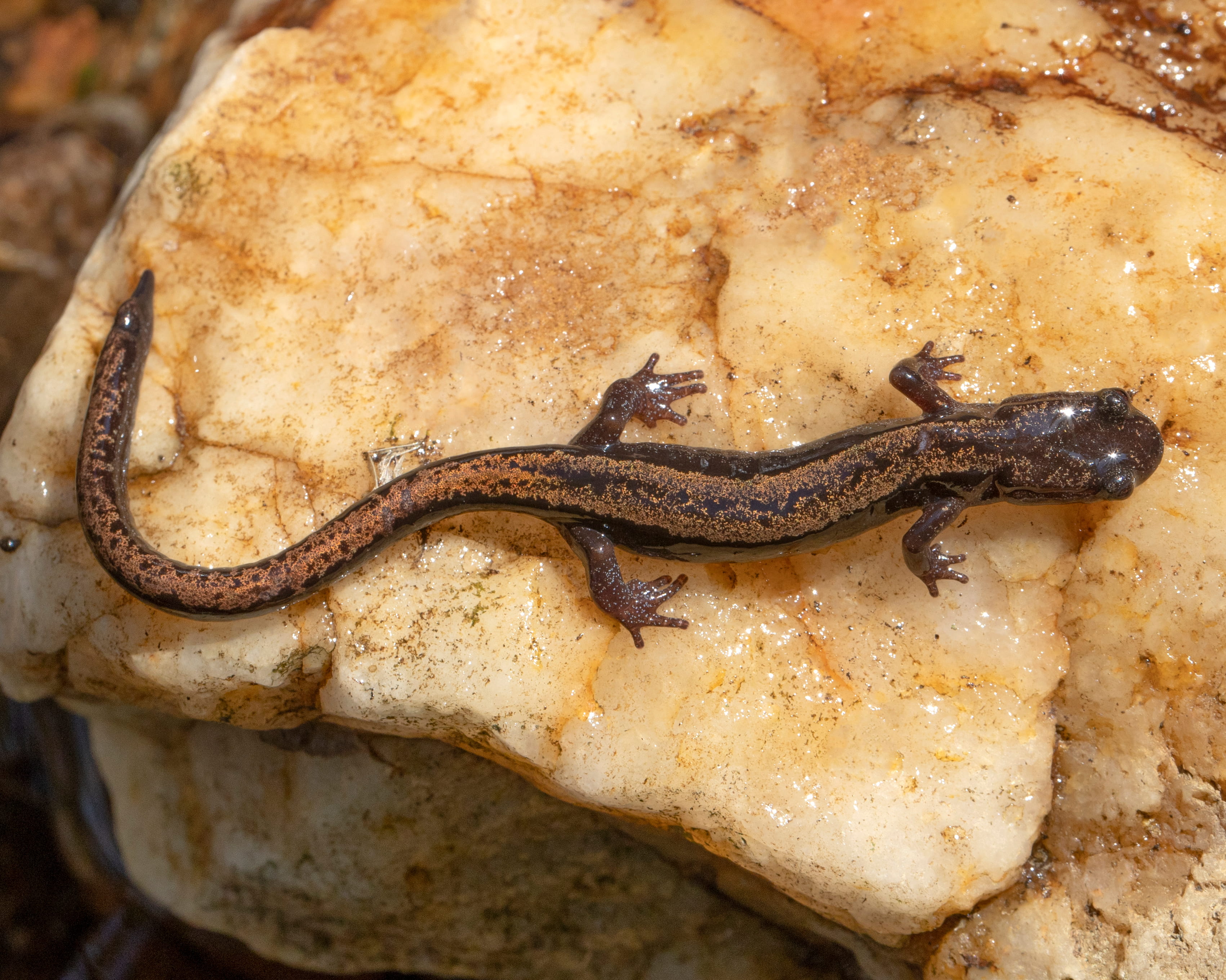 Salamandra-lusitânica  ©Avelino Vieira