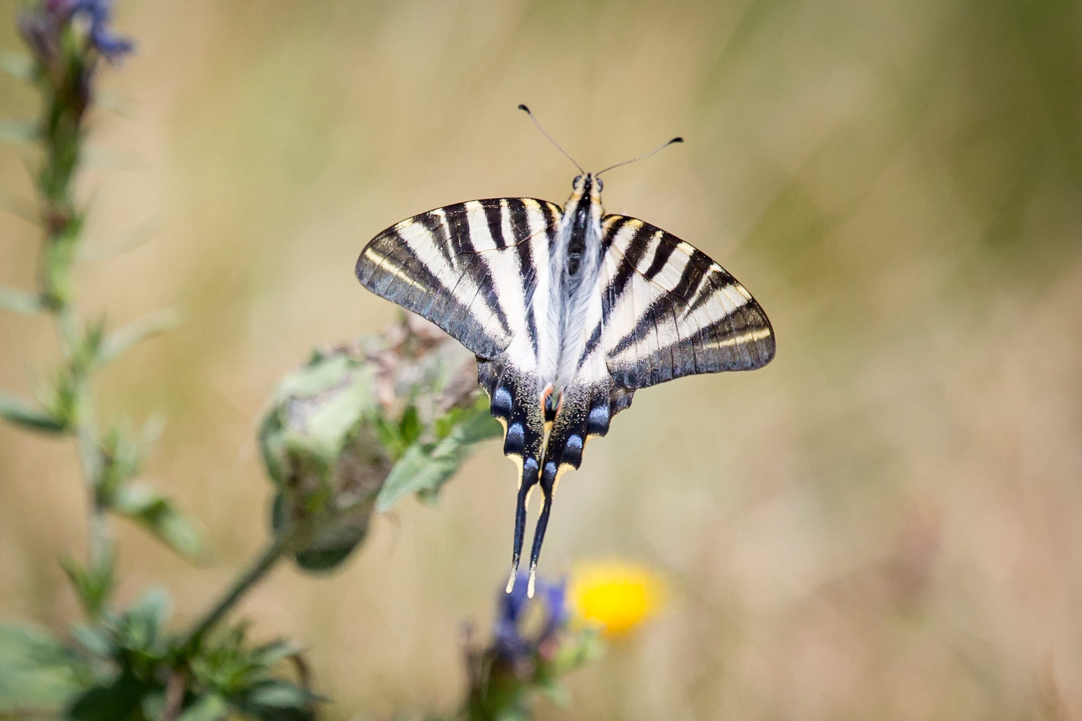 Iphiclides feisthamelii