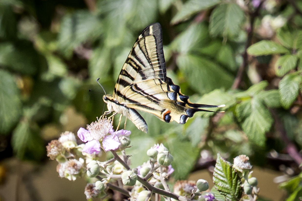 Borboleta-zebra  © Avelino Vieira