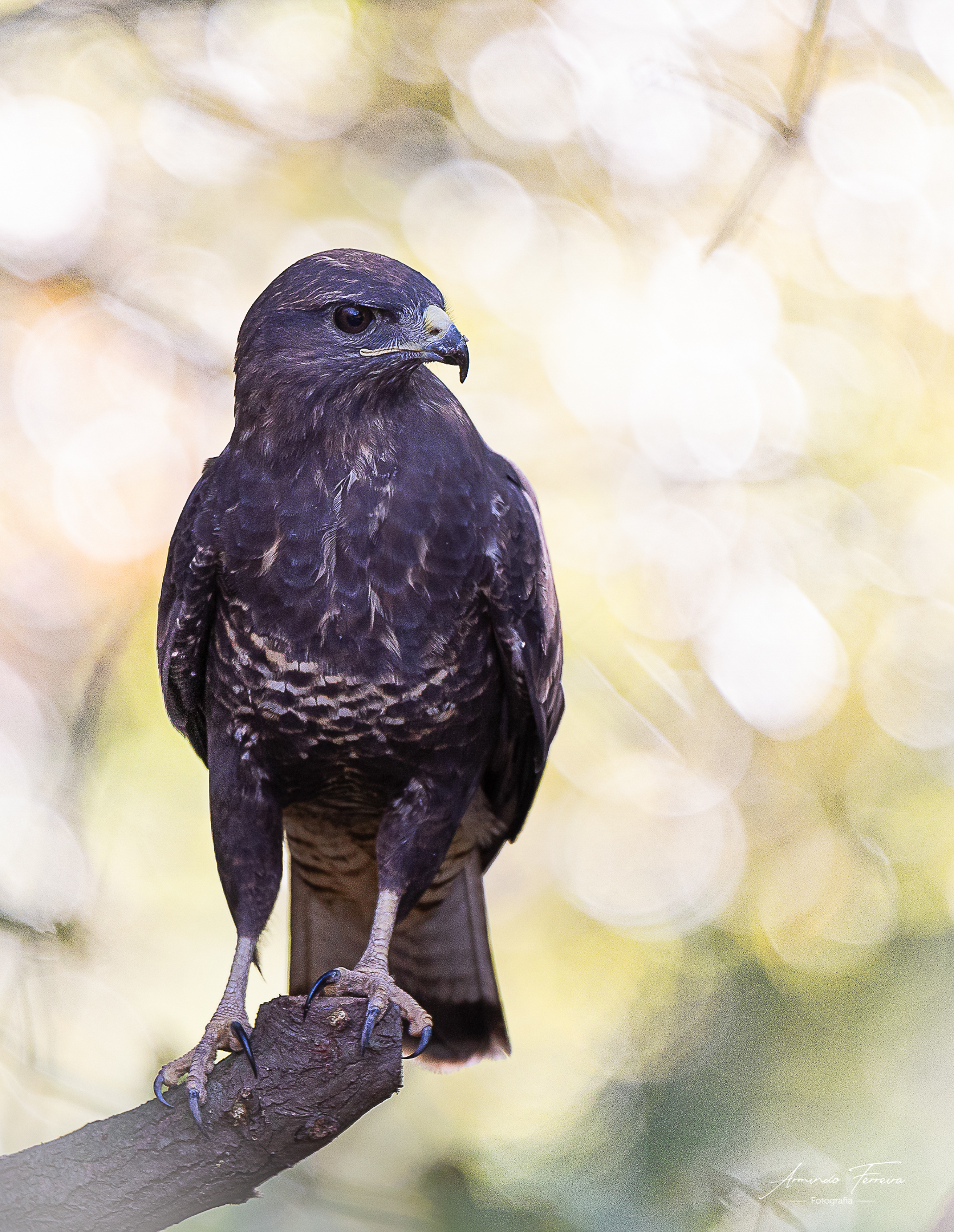 Buteo buteo