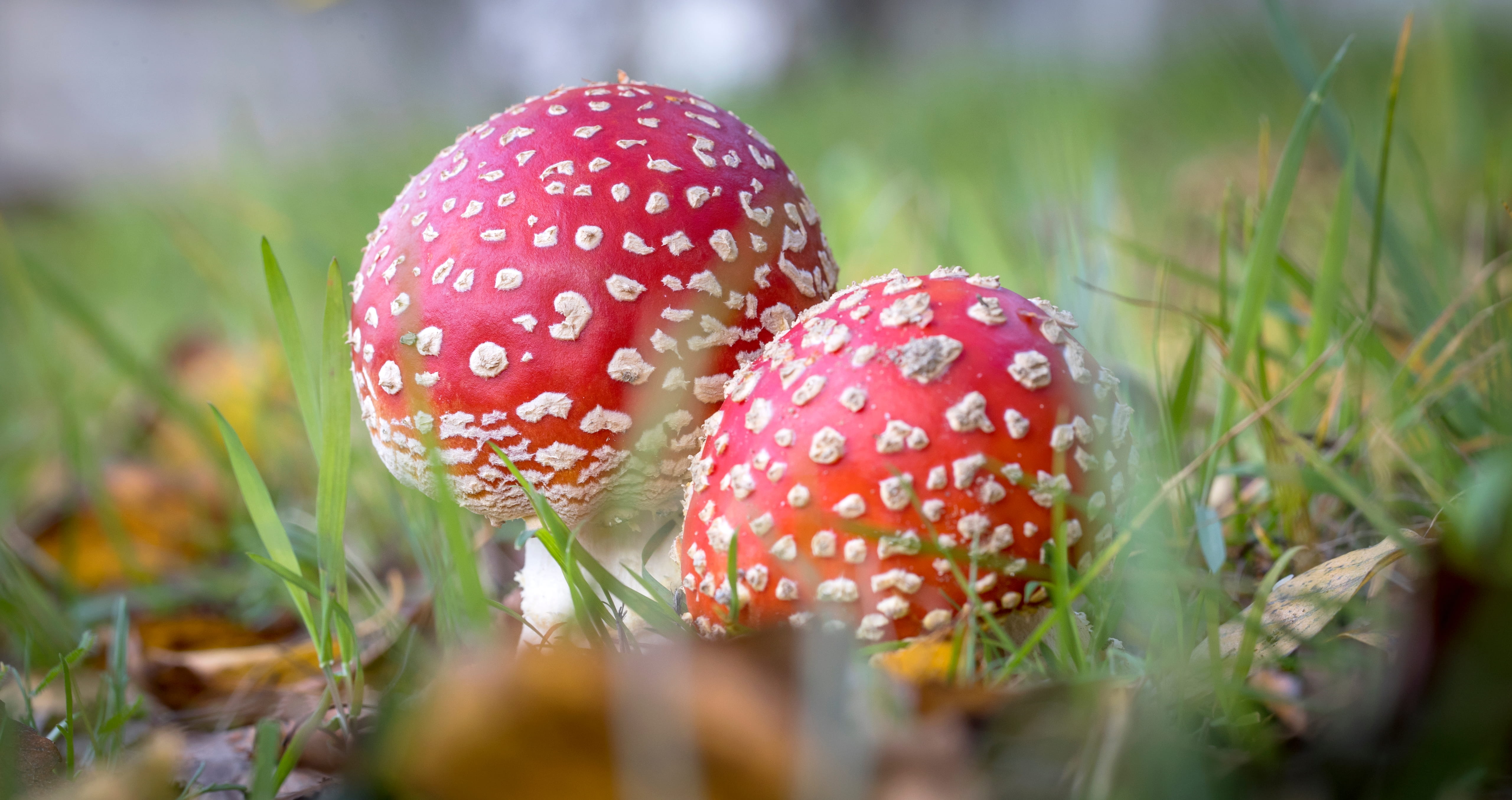 Amanita muscaria © Avelino Vieira