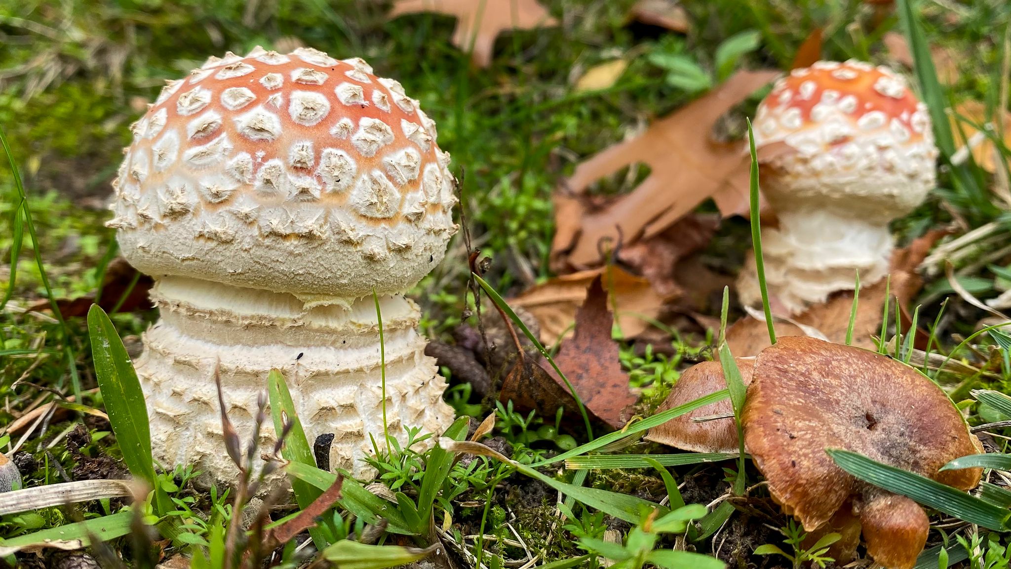 Amanita muscaria © Avelino Vieira