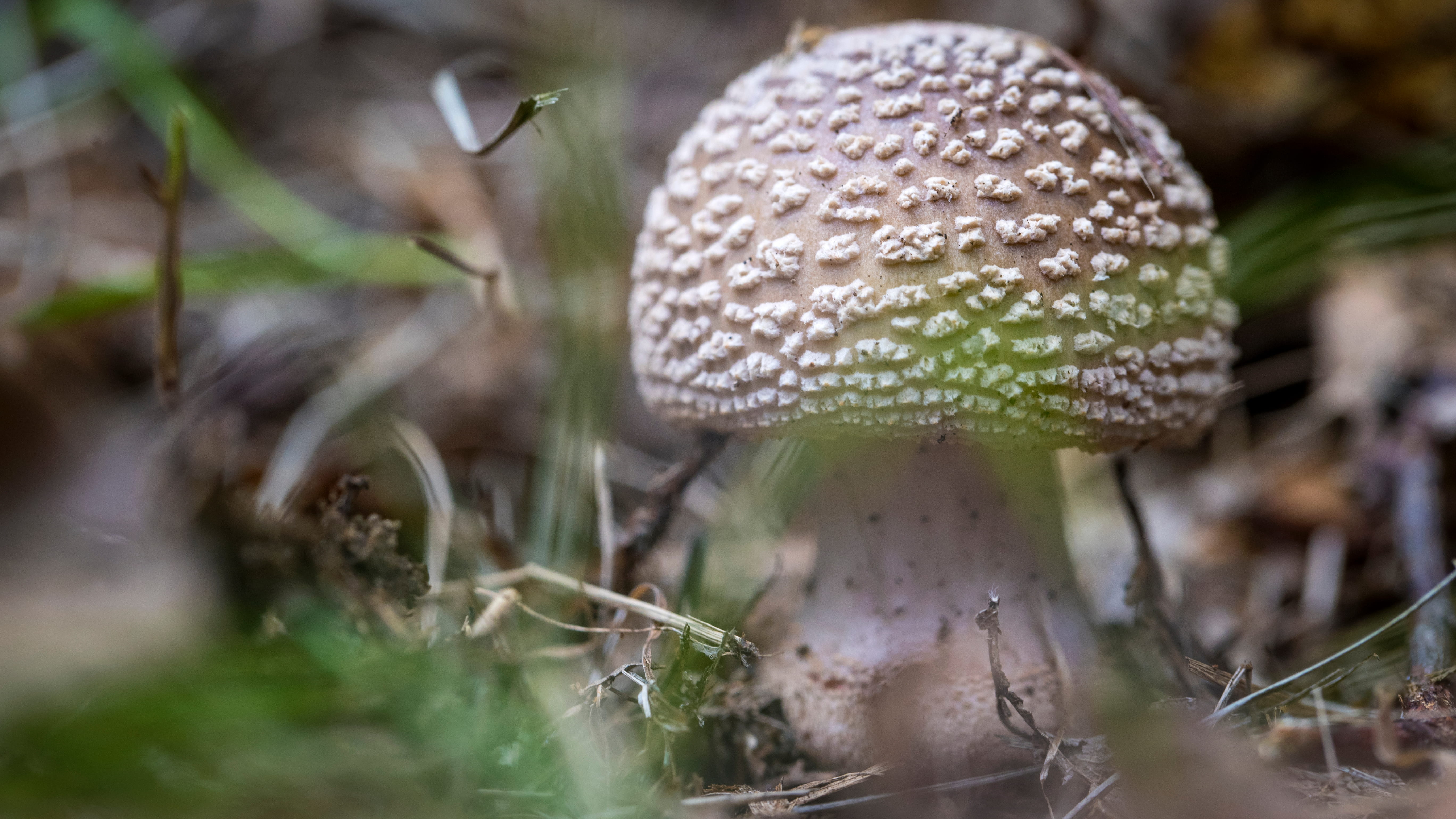 Amanita rubescens  ©Avelino Vieira