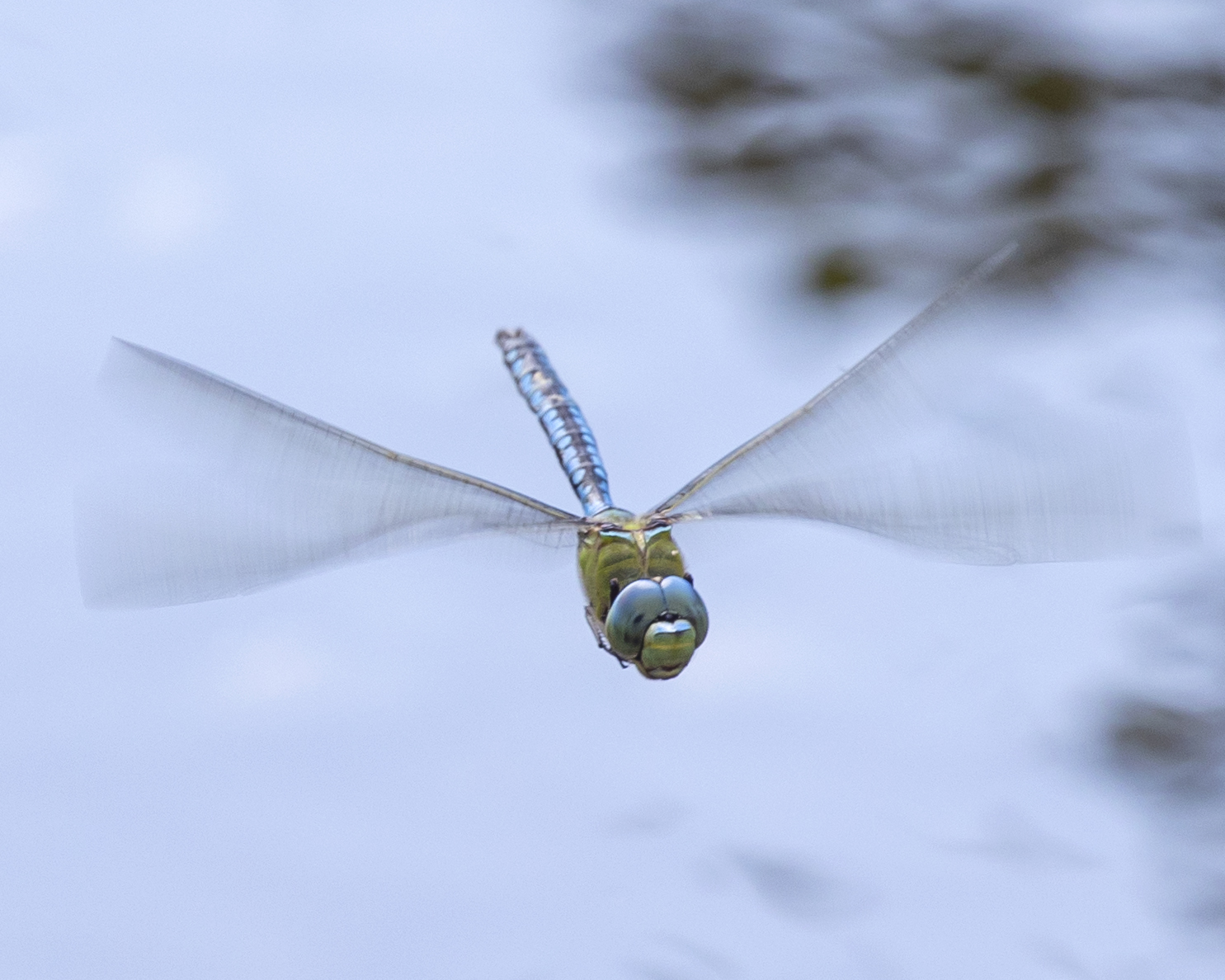 Anax imperator