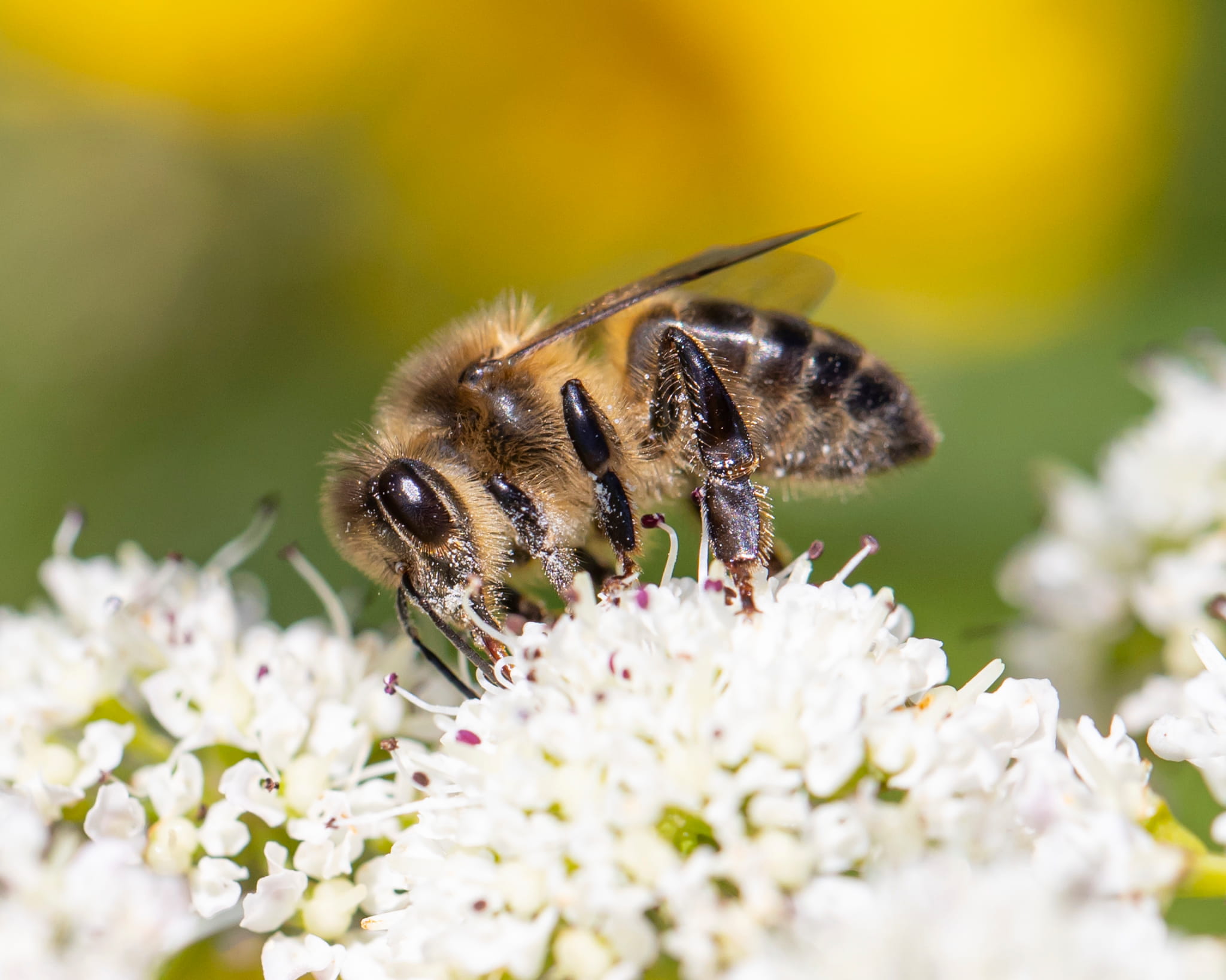 Apis mellifera