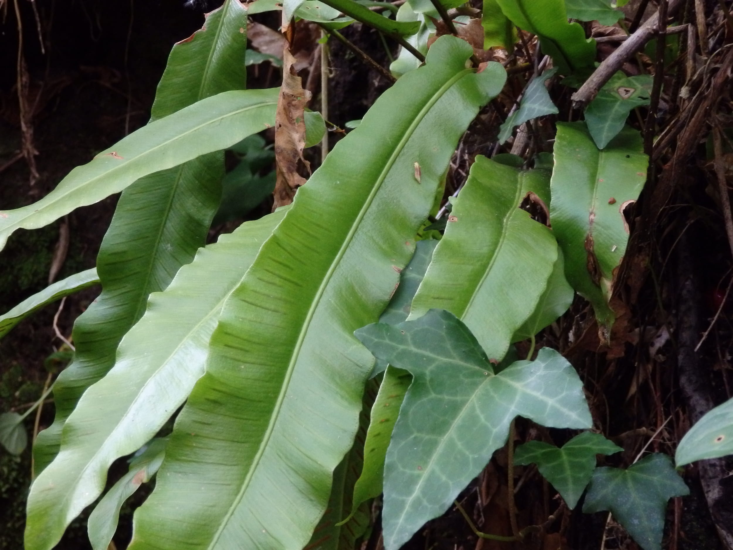 Língua-de-veado  ©Carminda Santos