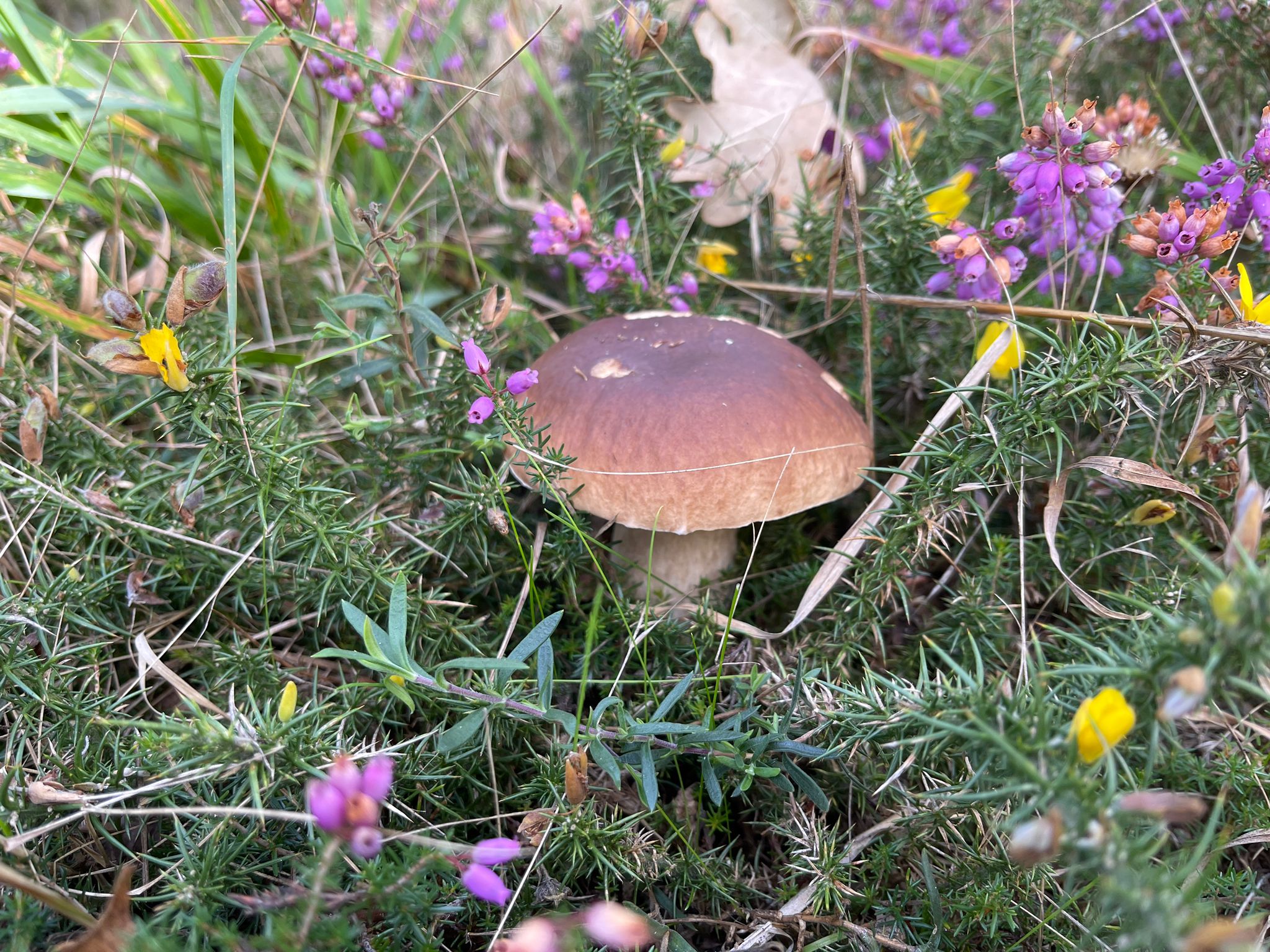 Boletus edulis © Avelino Vieira