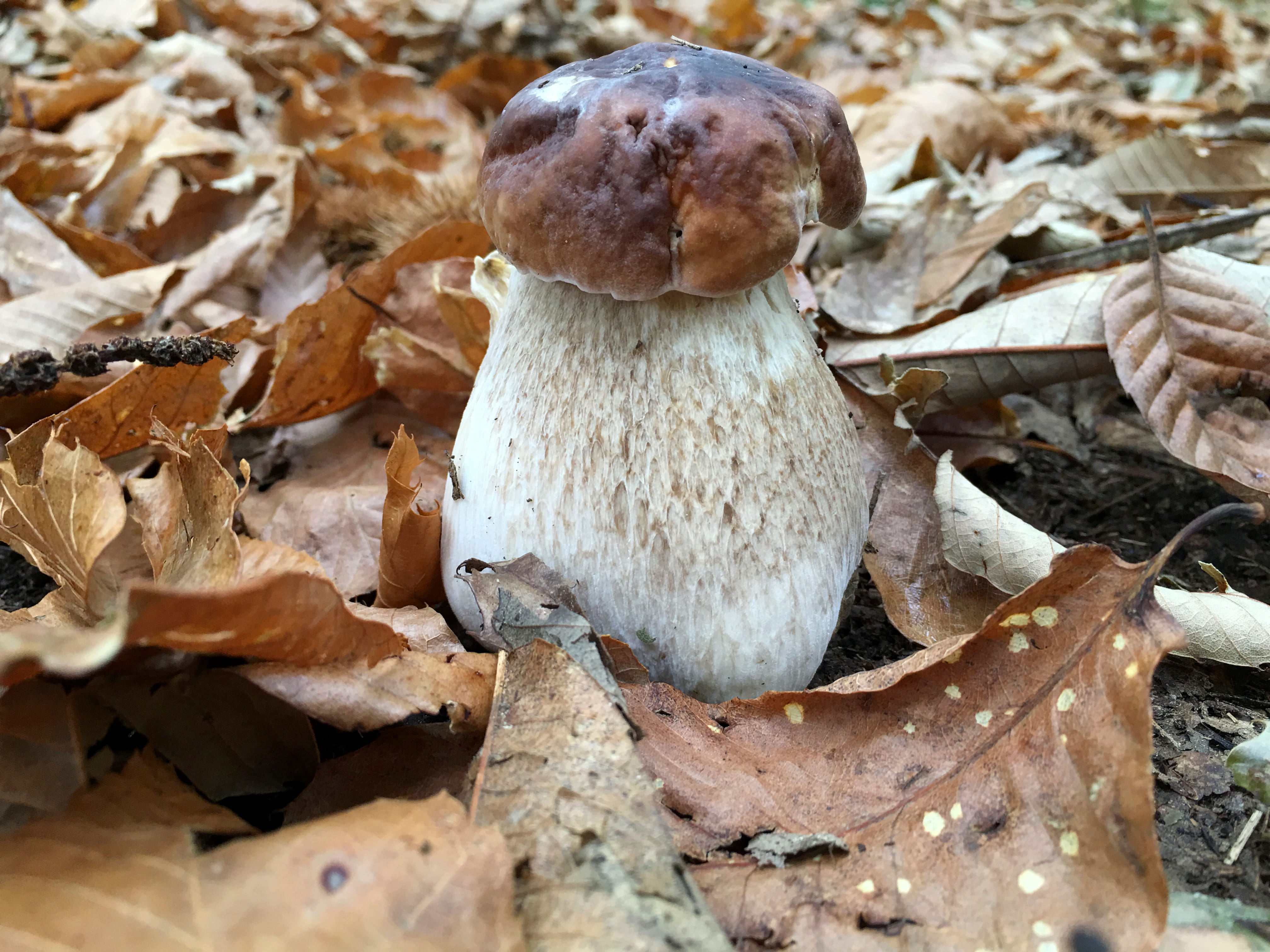 Boletus edulis ©Avelino Vieira