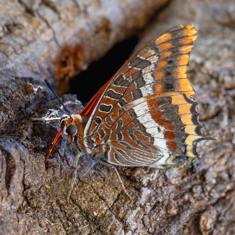 Charaxes jasius