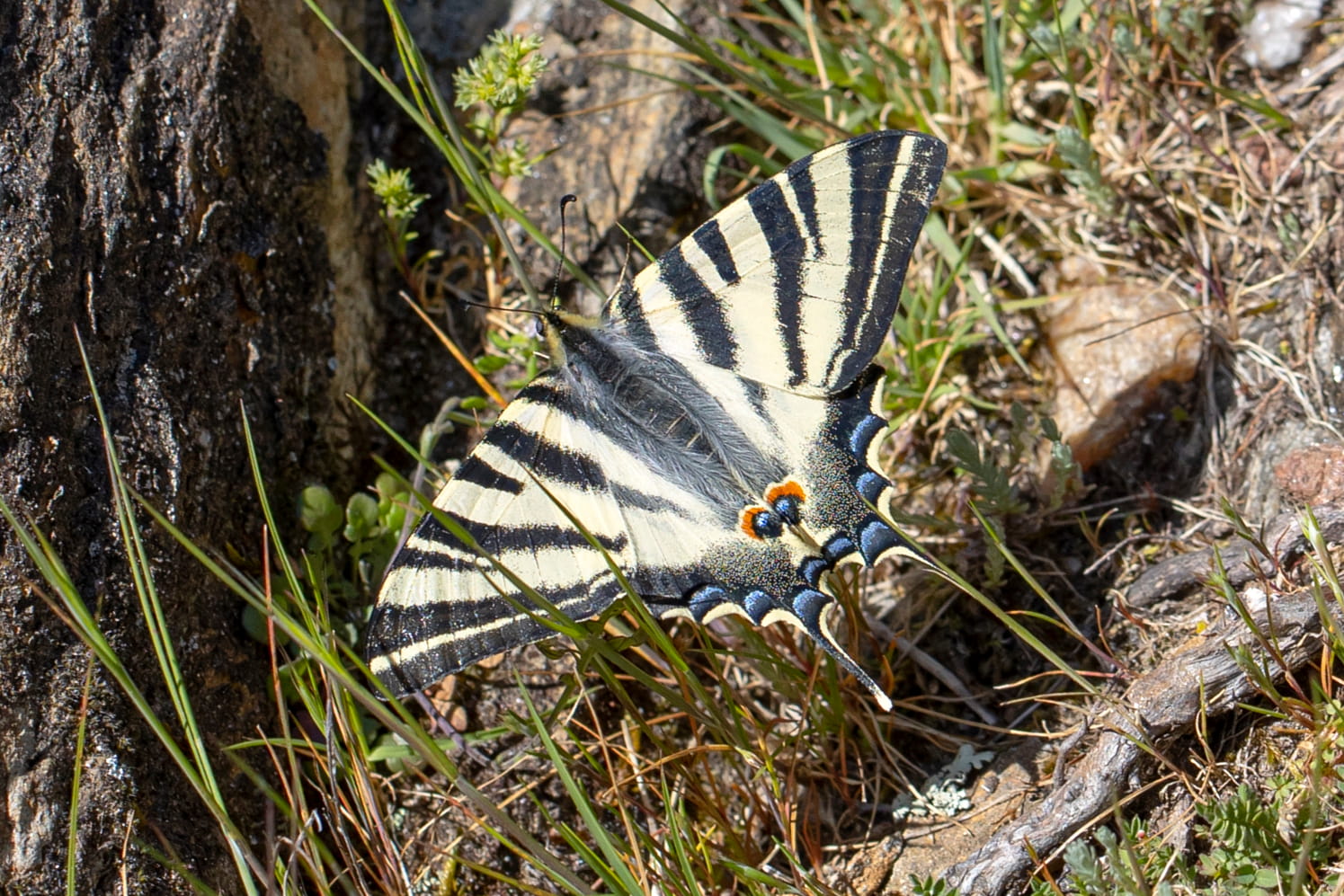 Borboleta-zebra  © Avelino Vieira