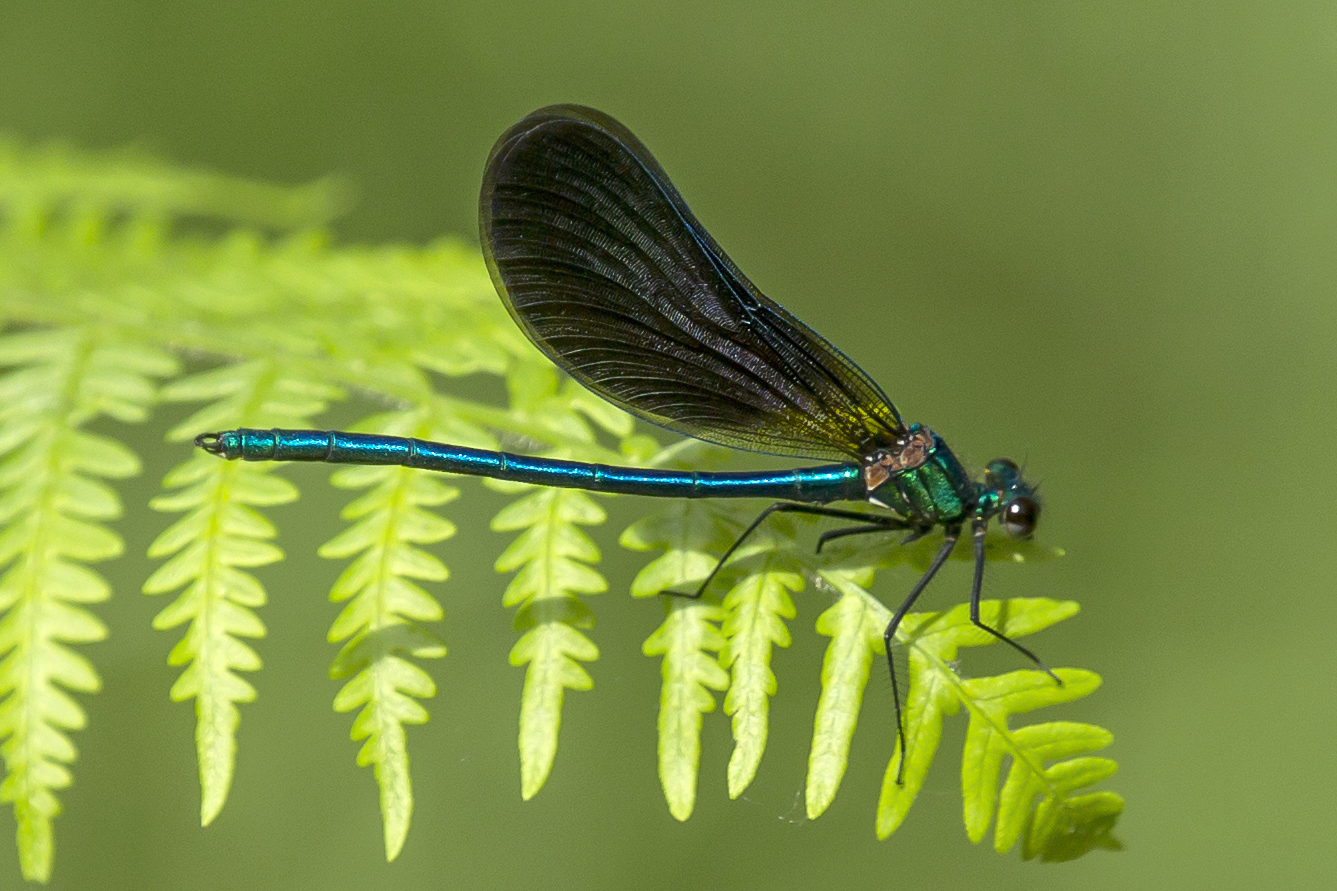 Calopteryx virgo