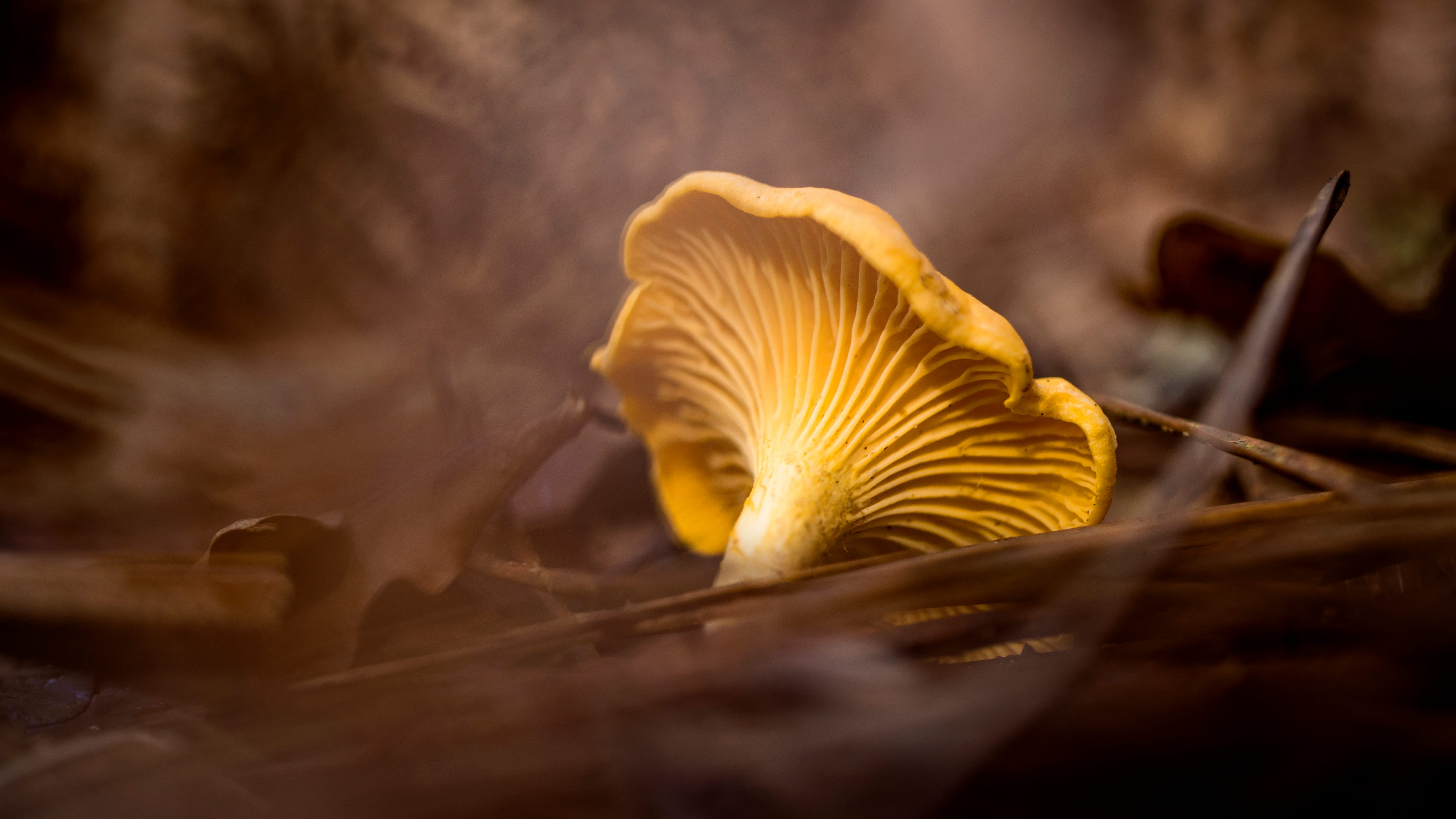 Cantharellus cibarius  © Avelino Vieira