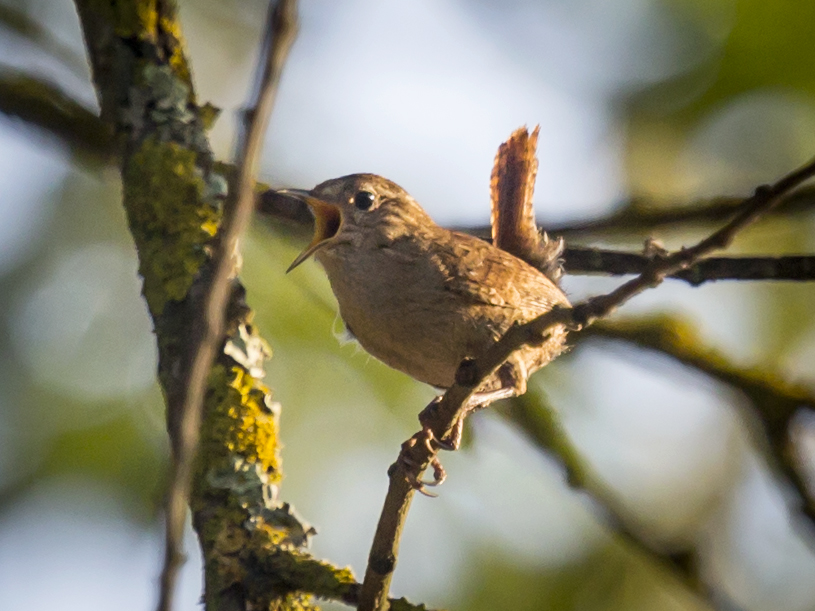 Troglodytes troglodytes