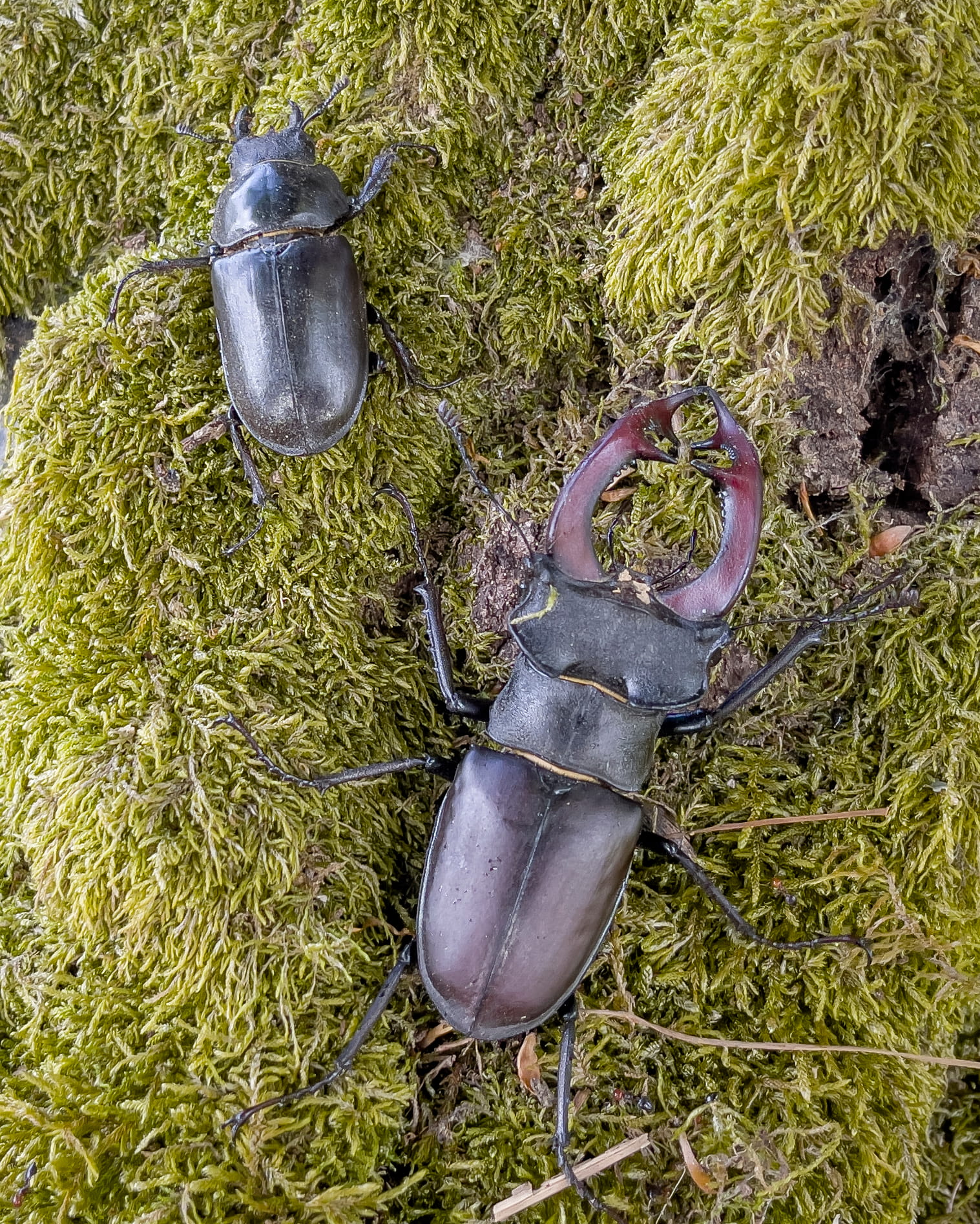 Lucanus cervus