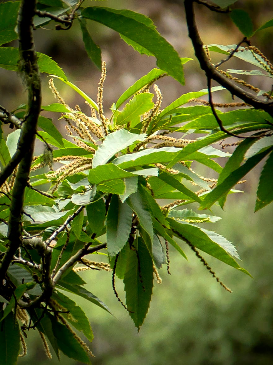 Castanea  © Avelino Vieira