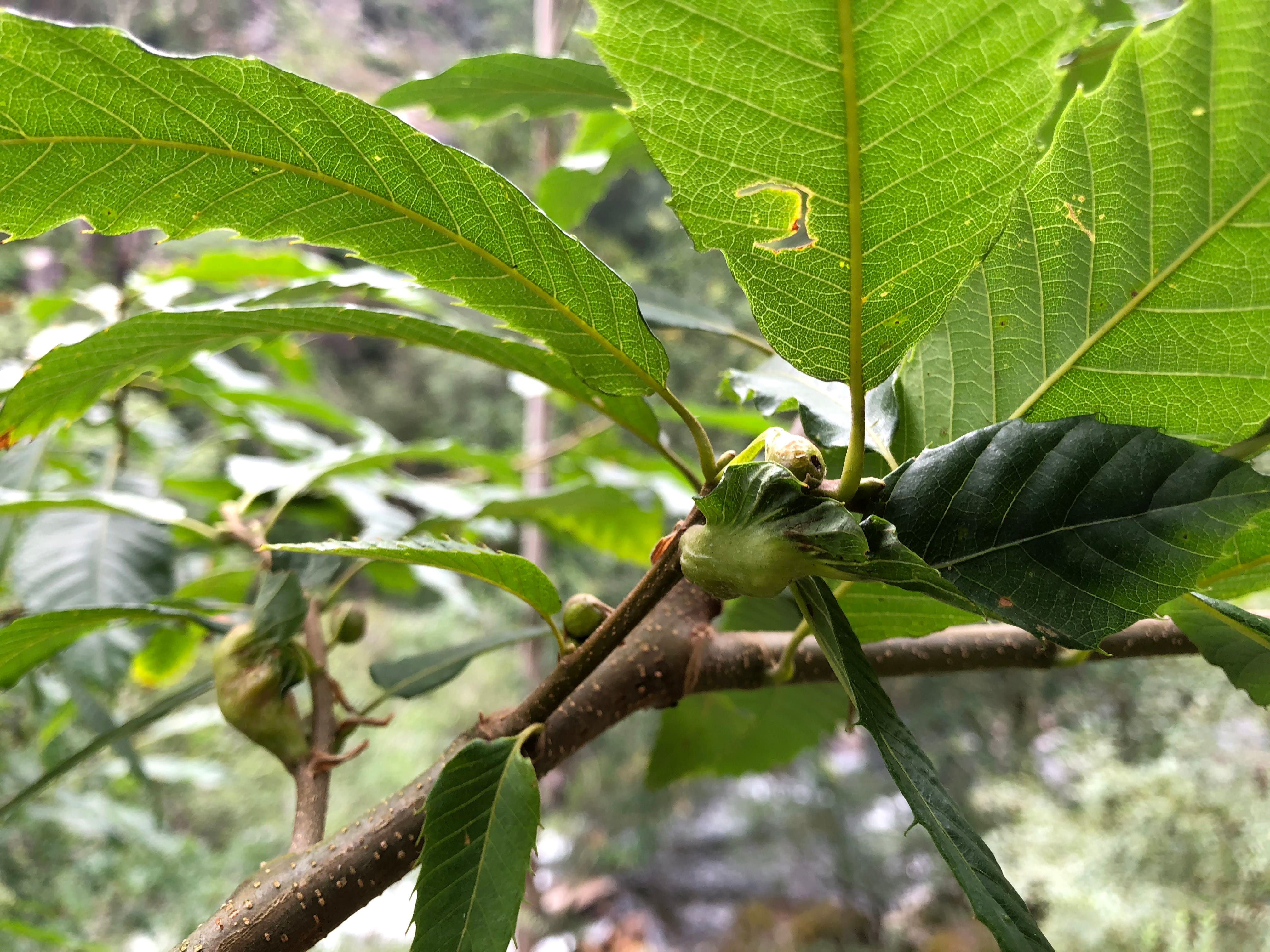 Castanea  © Avelino Vieira