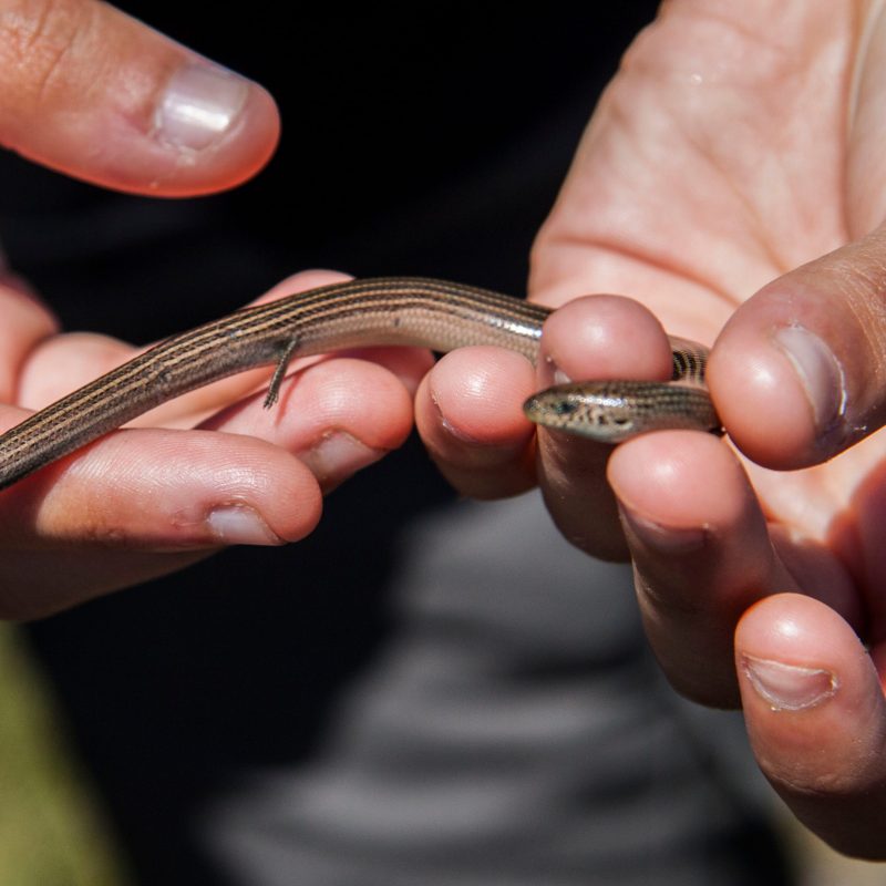 Chalcides striatus