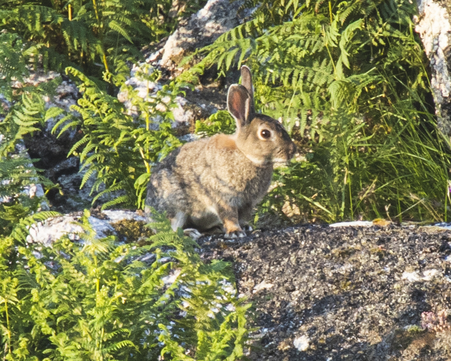 Oryctolagus cuniculus