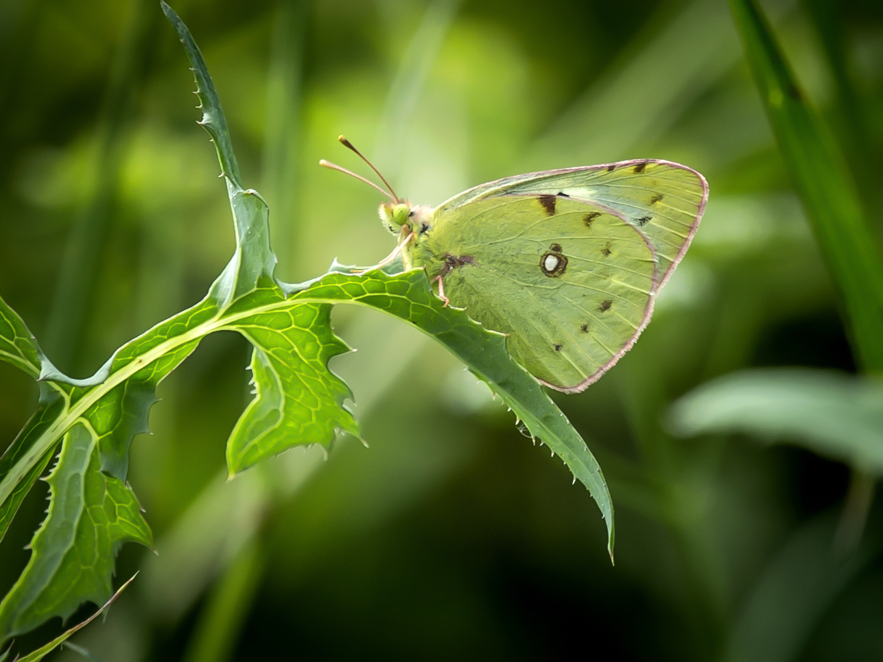 Colias croceus