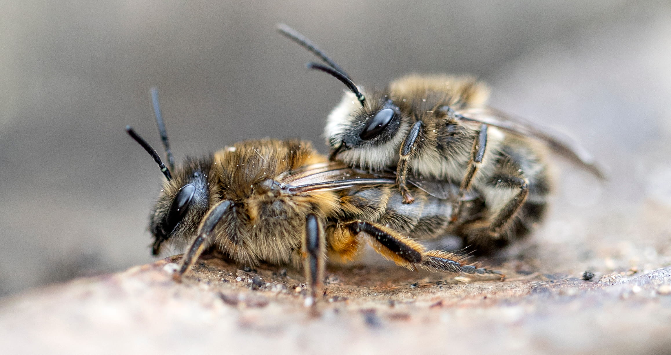 Colletes cunicularius ©Avelino Vieira