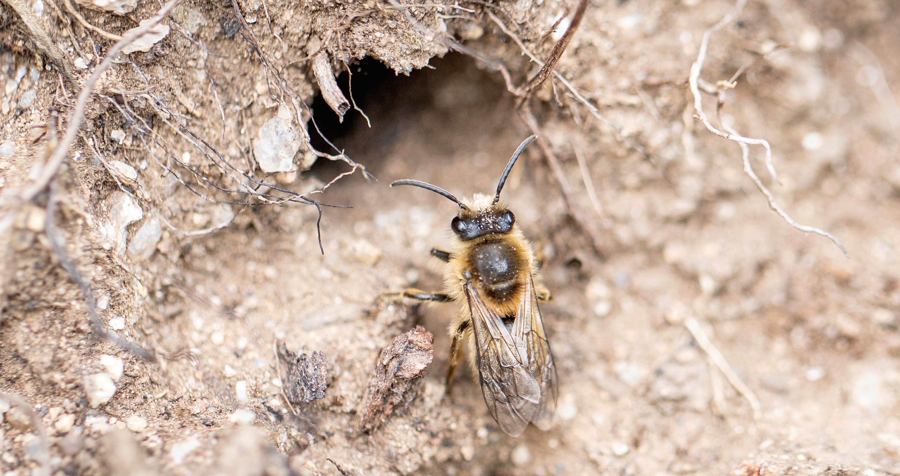 Colletes cunicularius ©Avelino Vieira