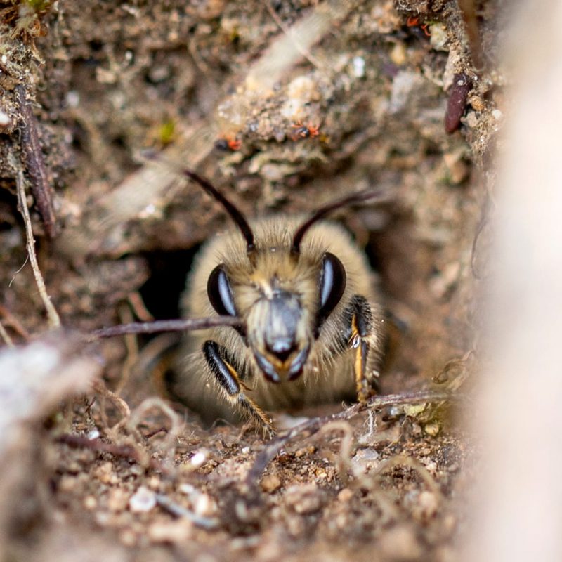 Colletes cunicularius