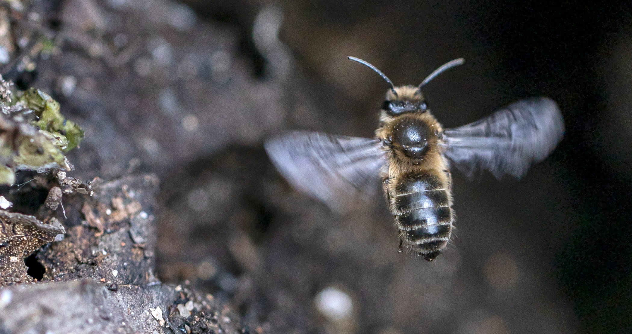 Colletes cunicularius ©Avelino Vieira