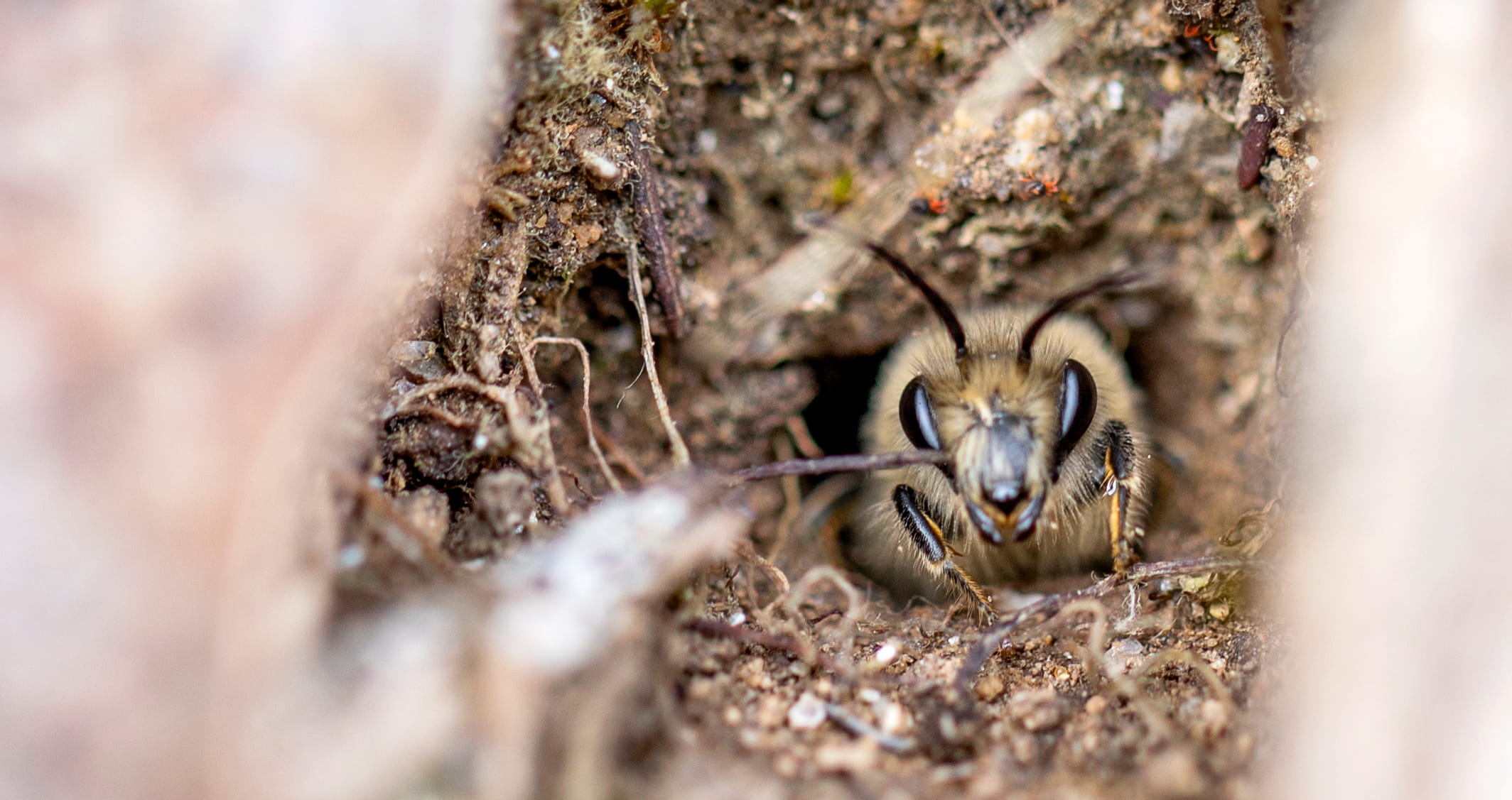 Colletes cunicularius ©Avelino Vieira