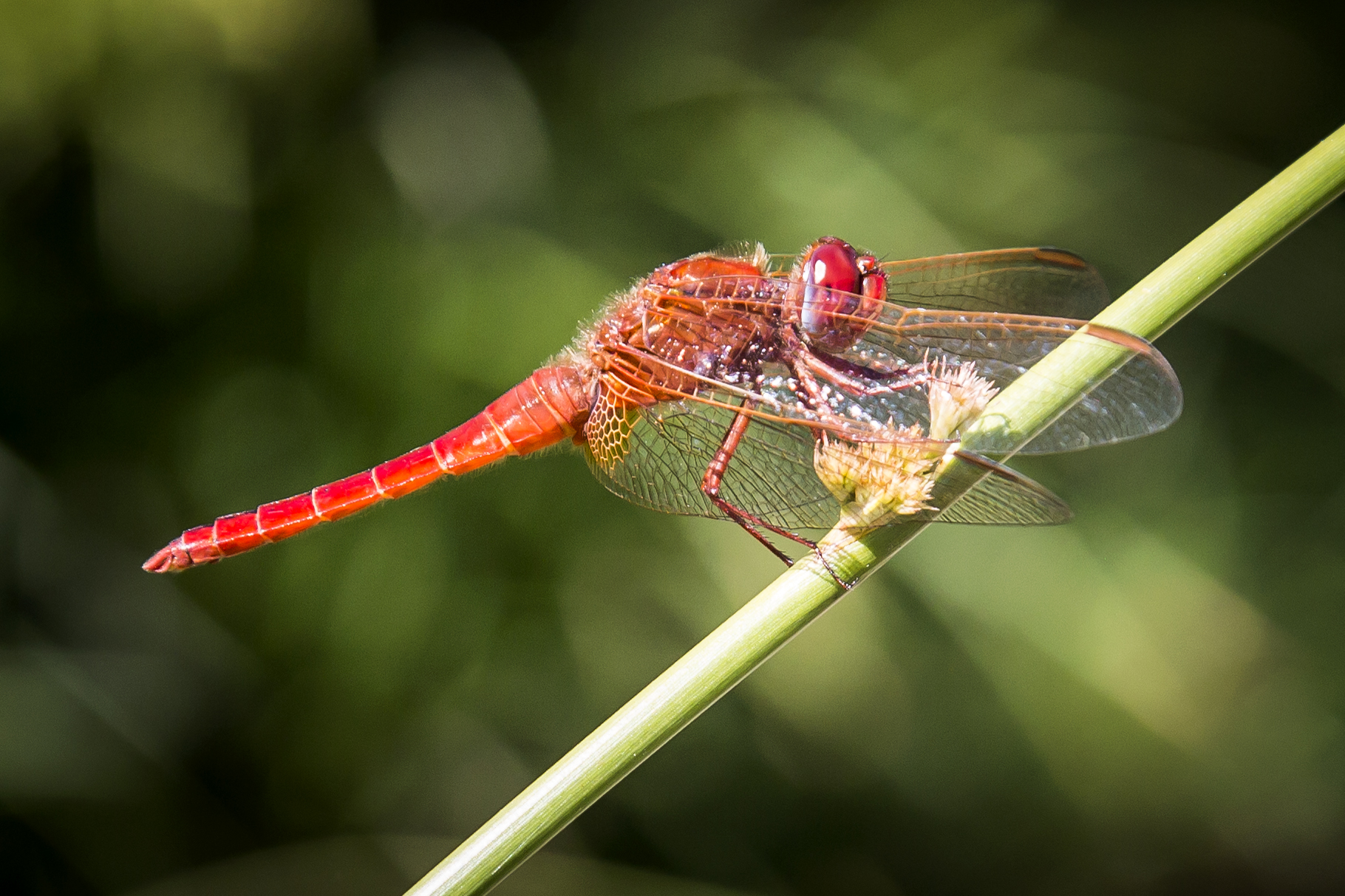 Crocothemis erythraea