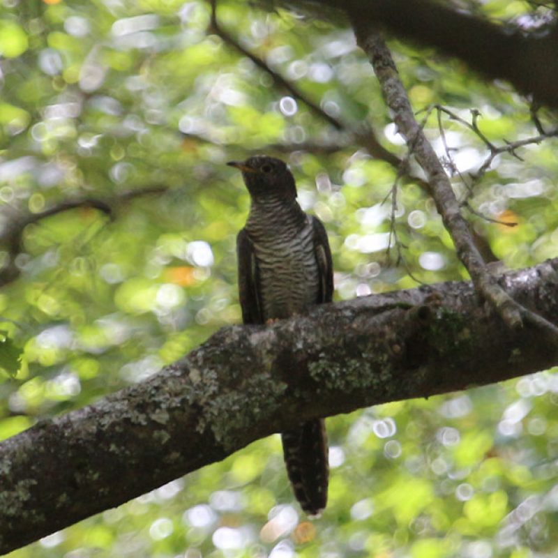 Cuculus canorus