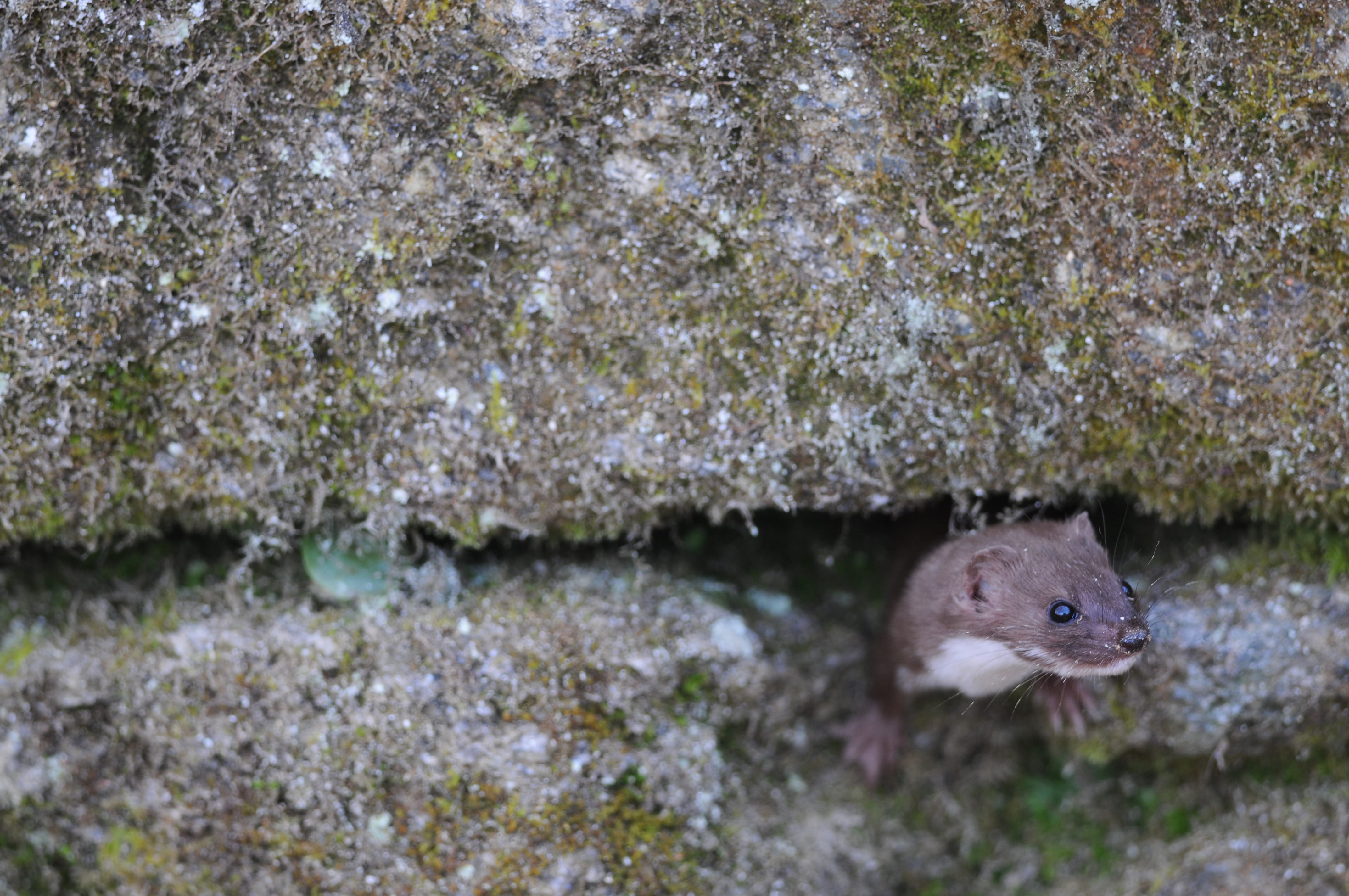 Mustela nivalis