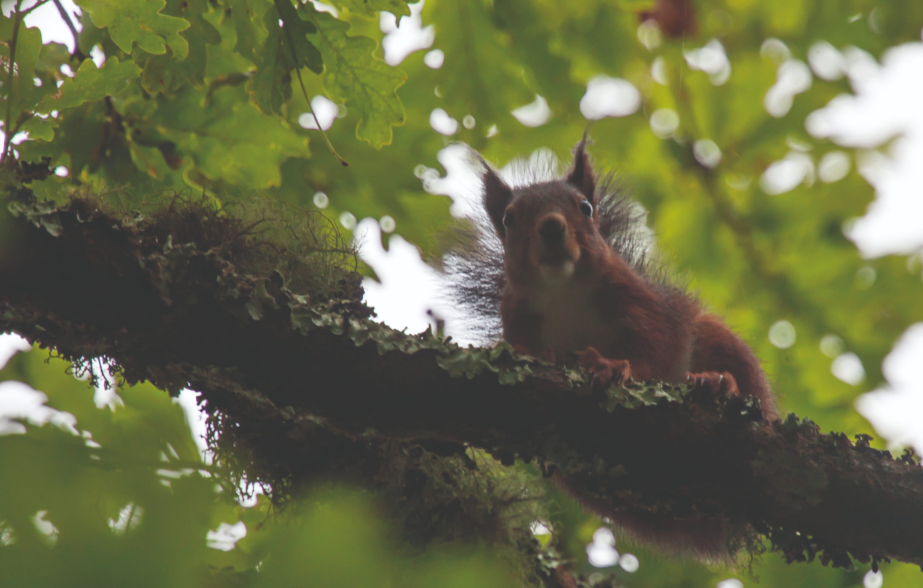 Sciurus vulgaris