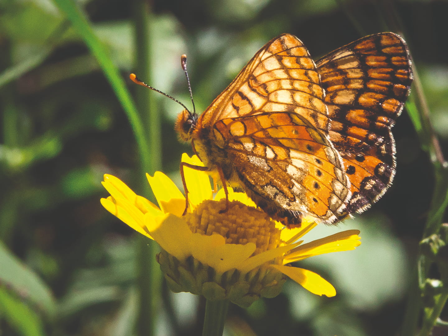 Euphydryas aurinia