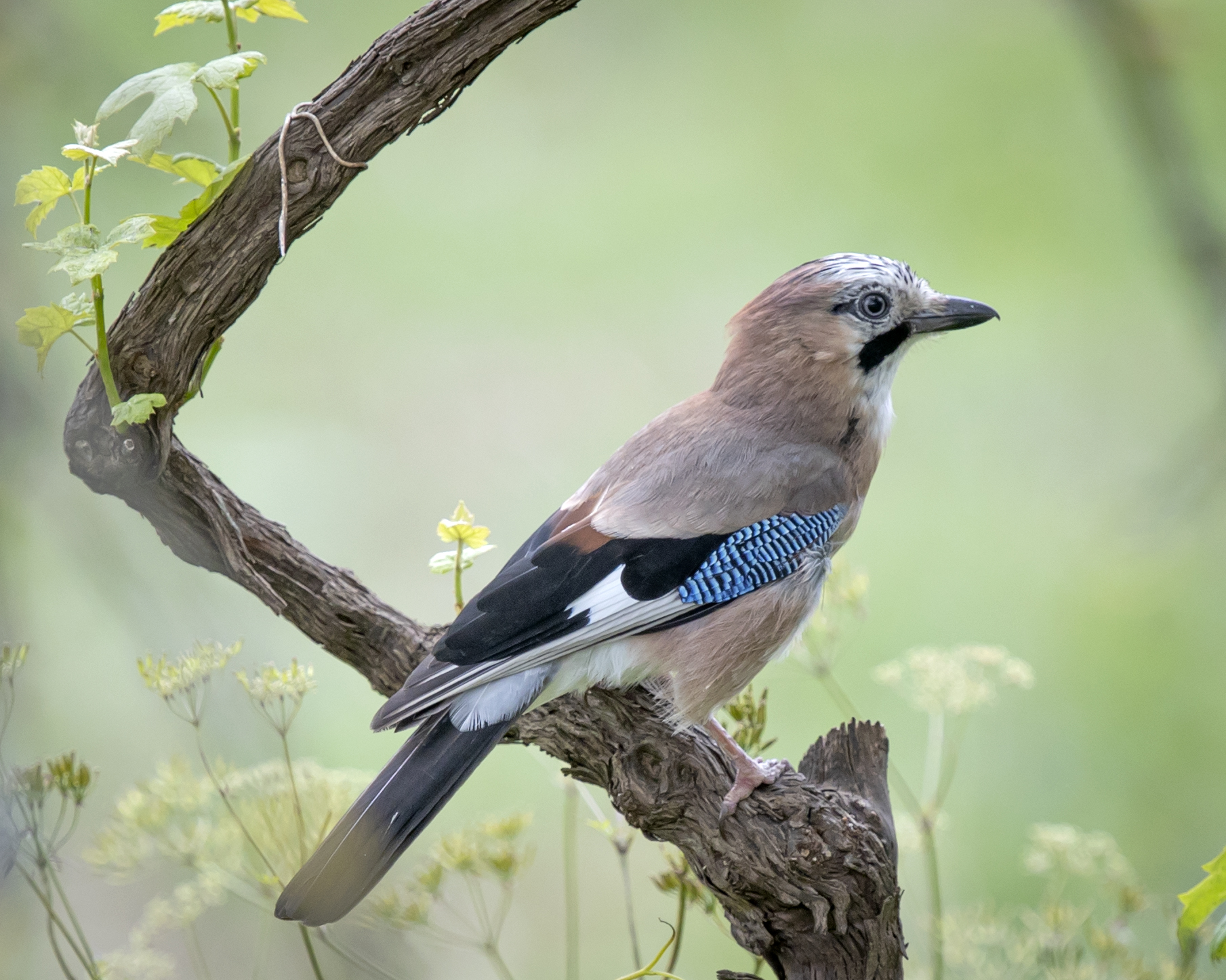 Garrulus glandarius