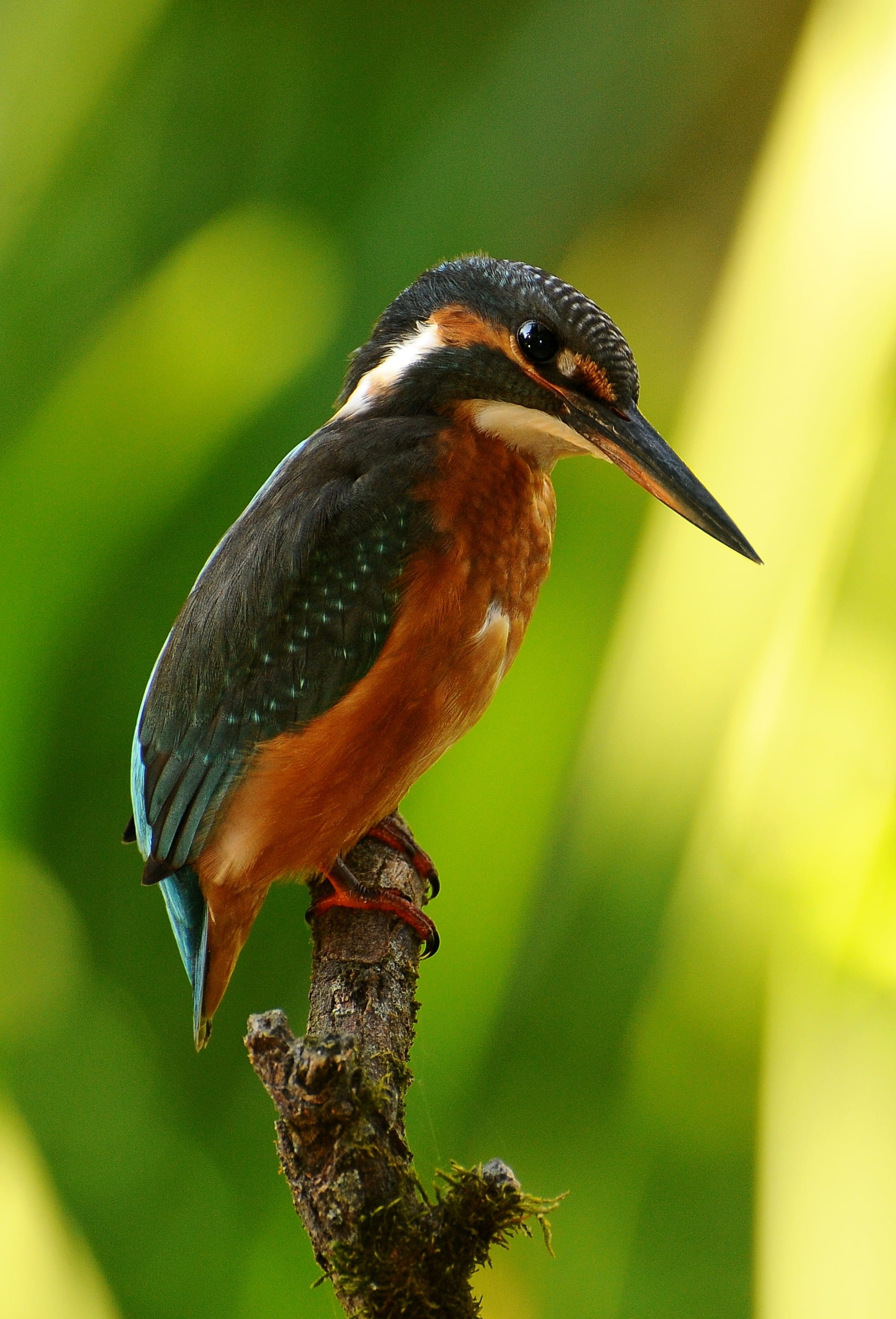 Alcedo atthis