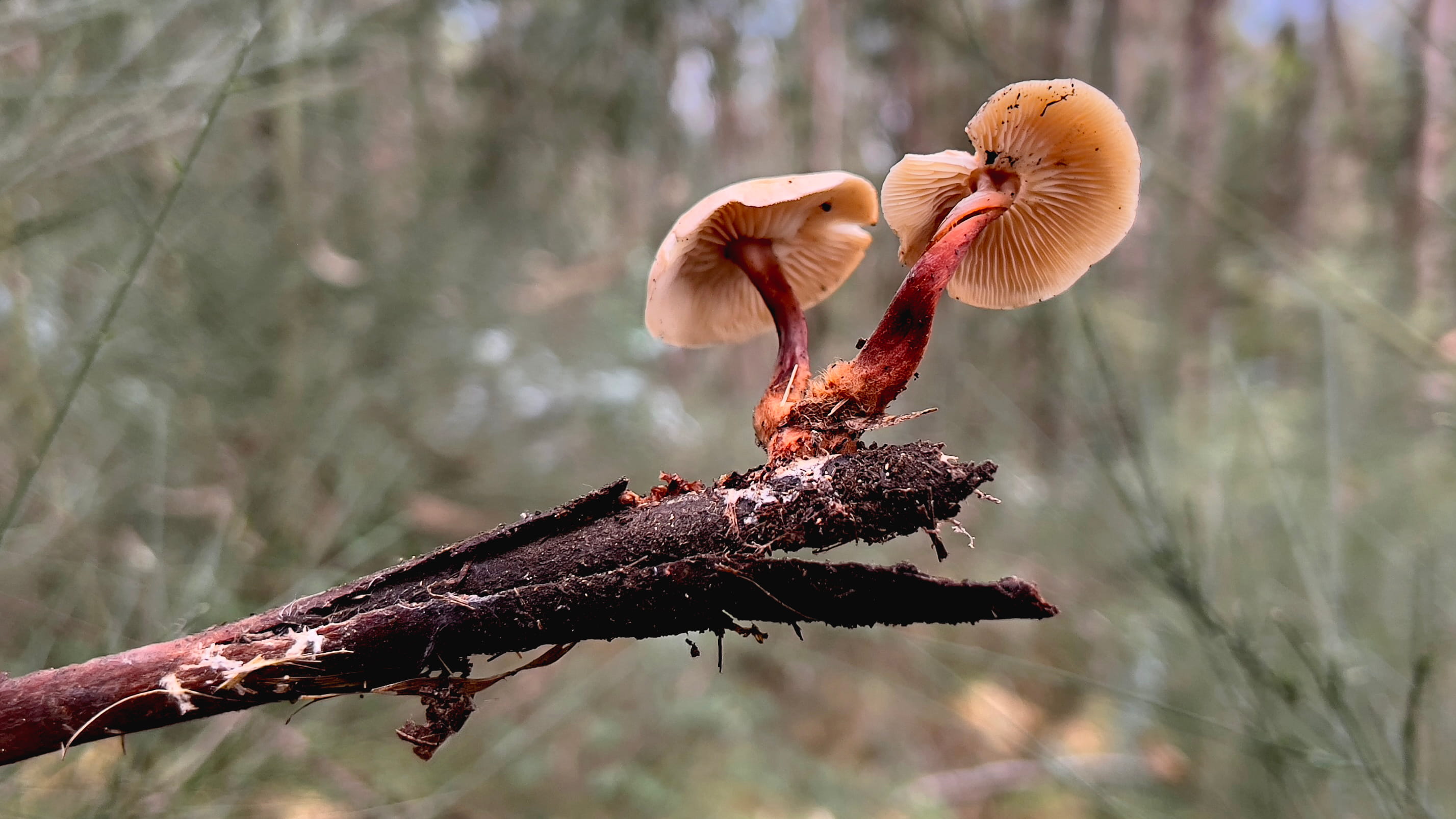 Gymnopus erythropus  © Avelino Vieira