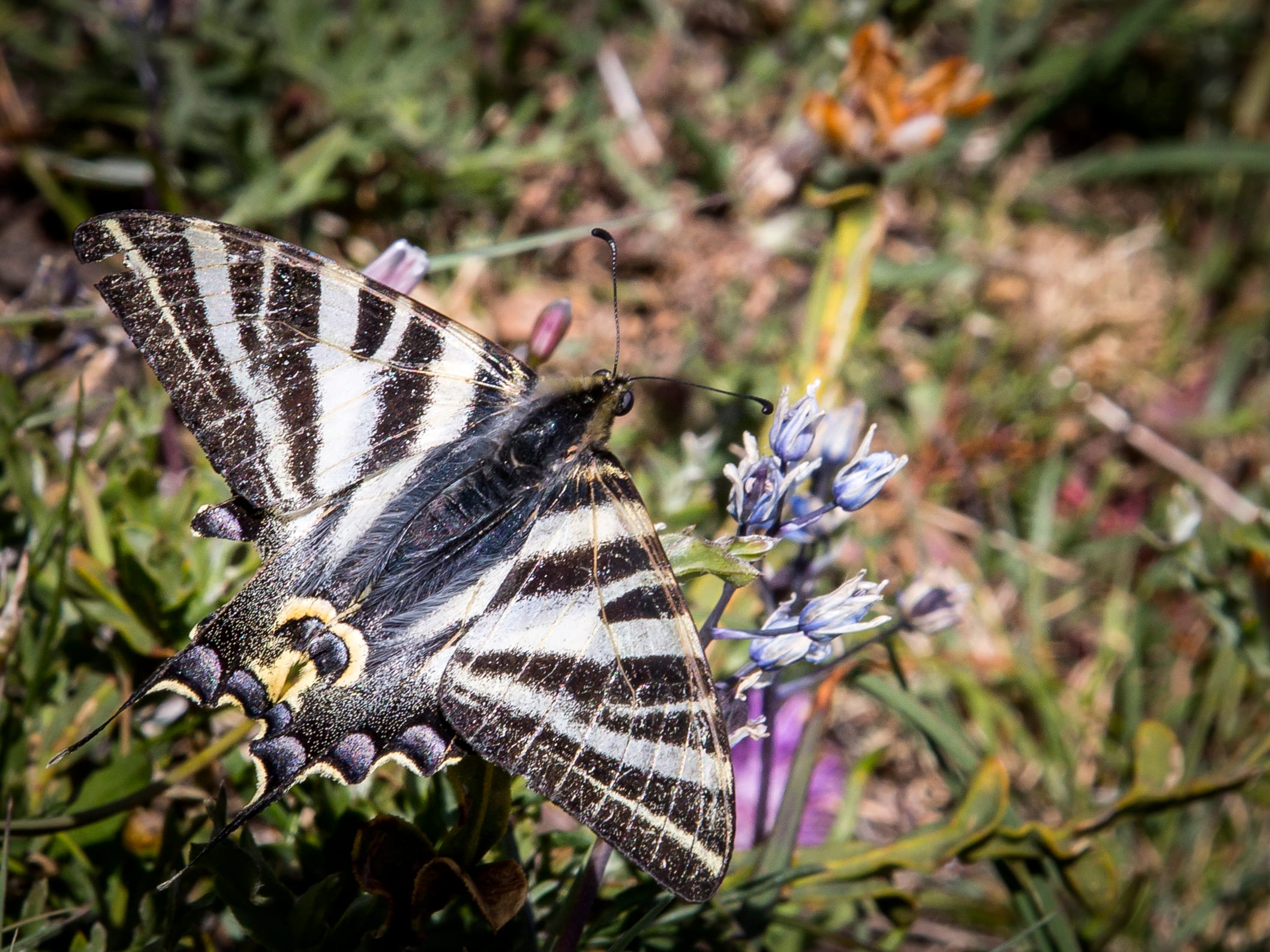 Borboleta-zebra  © Avelino Vieira