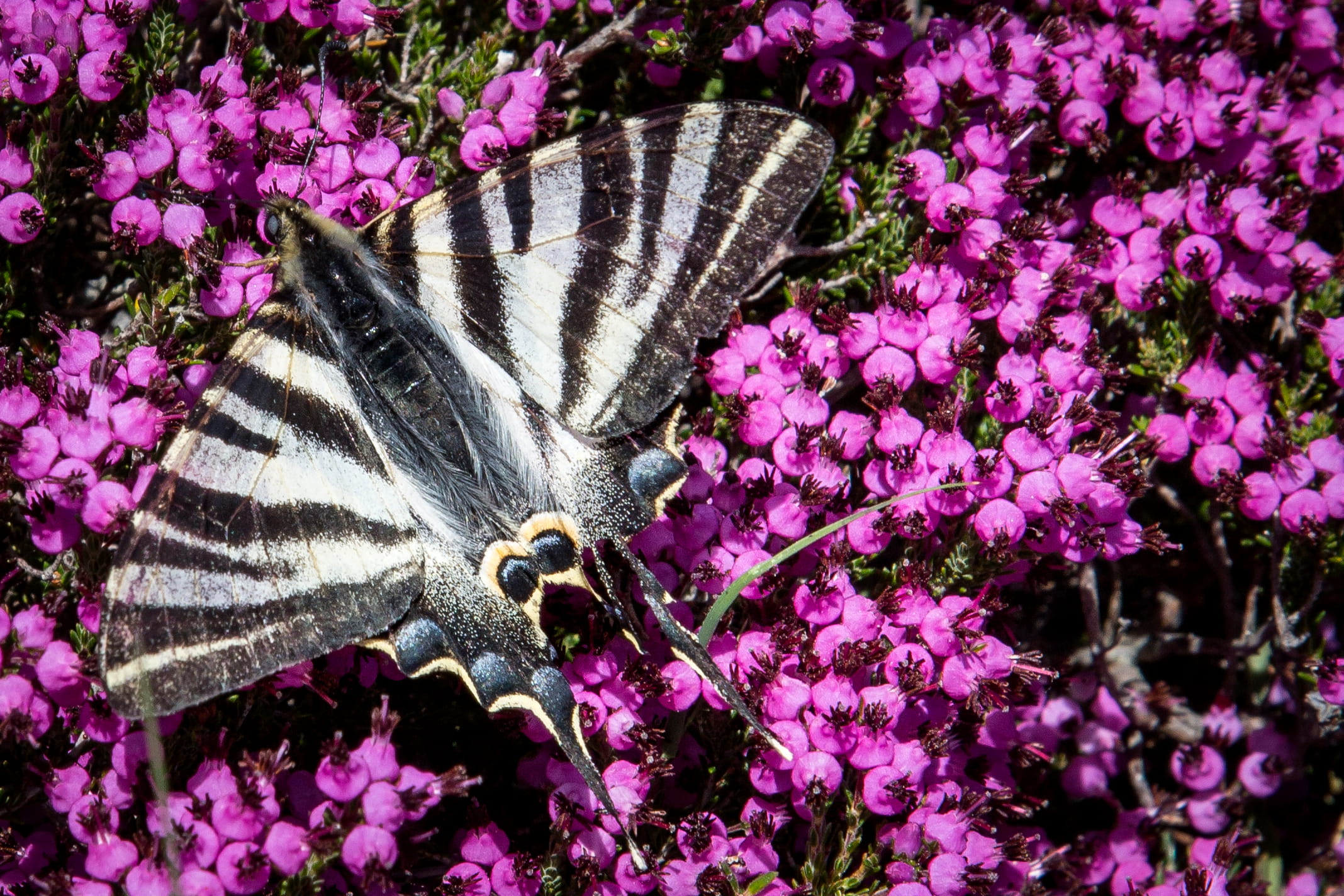 Borboleta-zebra  © Avelino Vieira