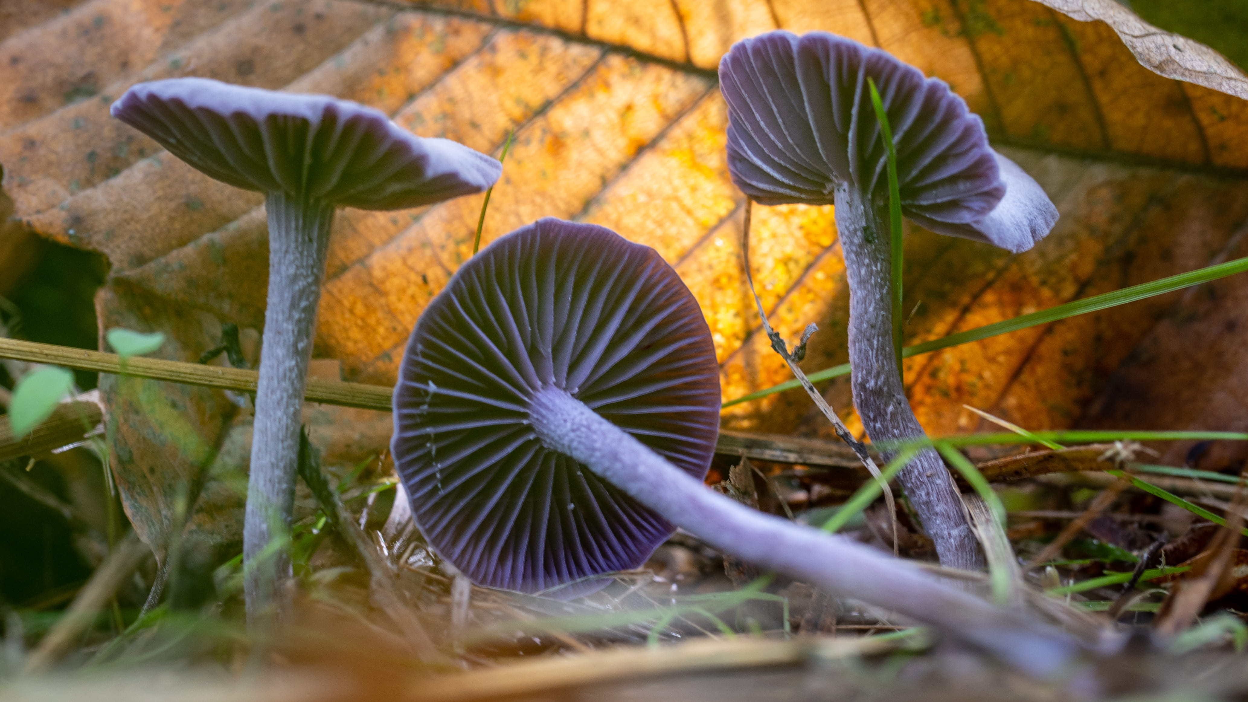 Laccaria amethystina  © Avelino Vieira