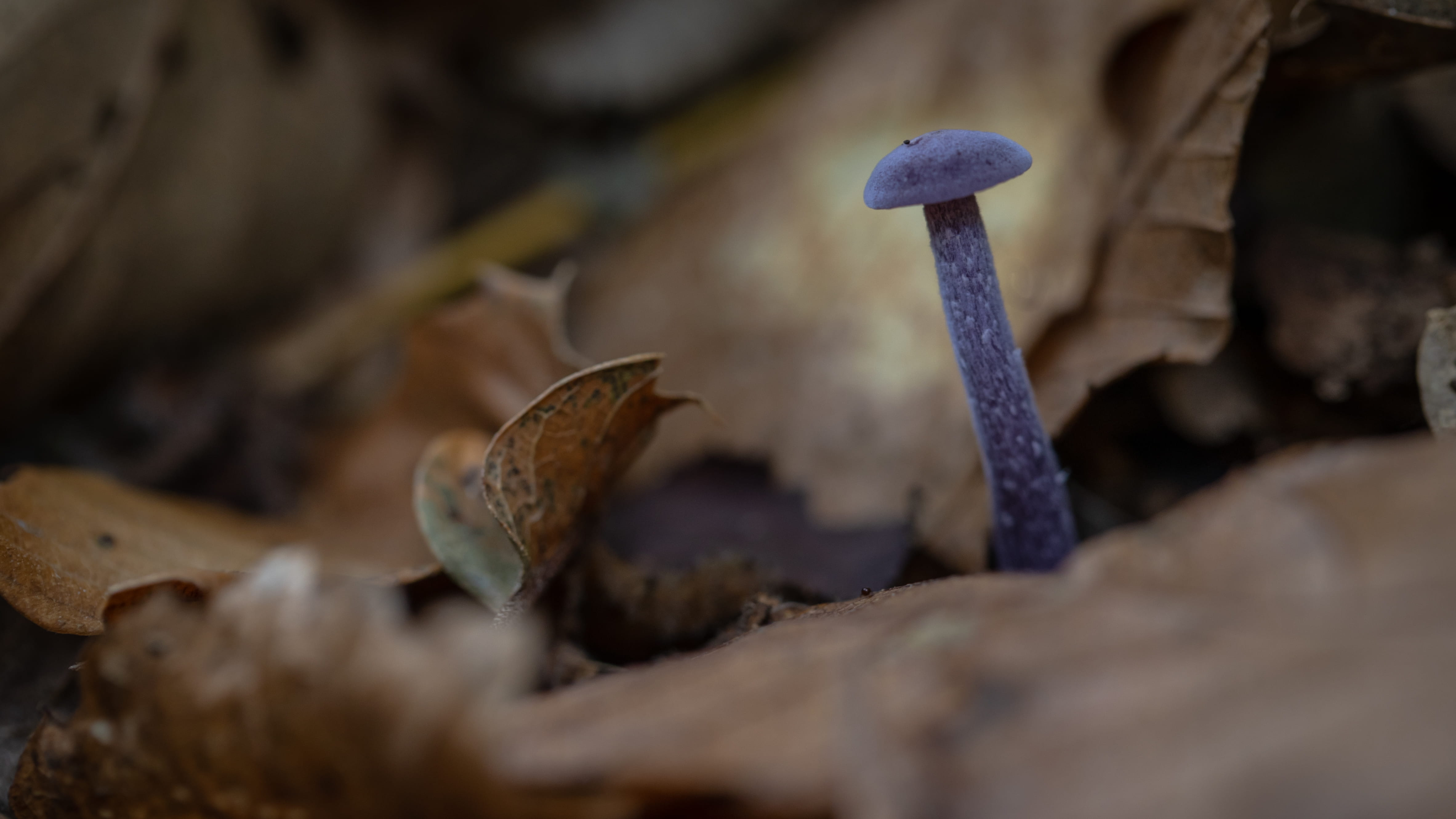 Laccaria amethystina  © Avelino Vieira