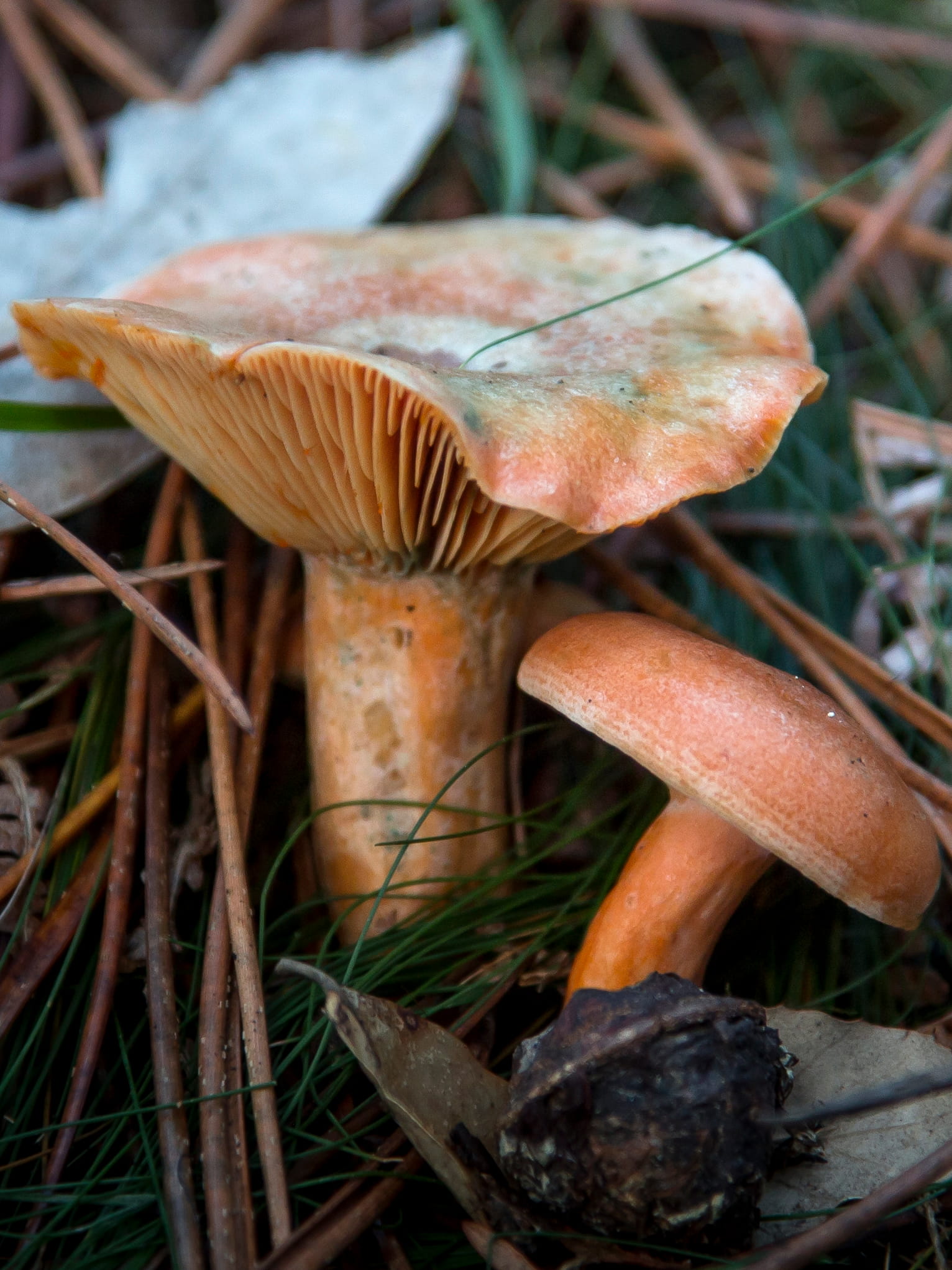 Lactarius deliciosus © Avelino Vieira