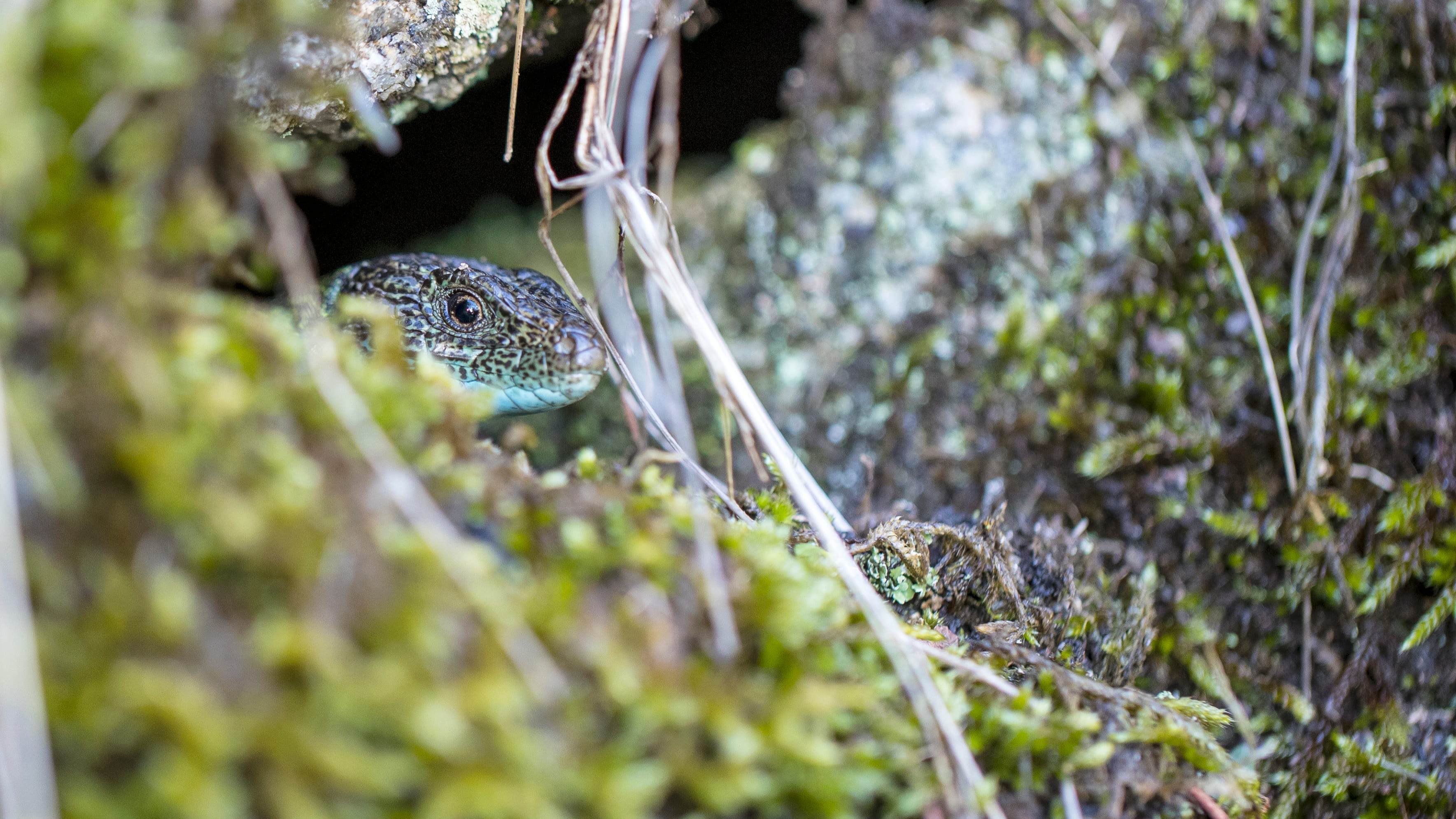 Lacerta schereiberi