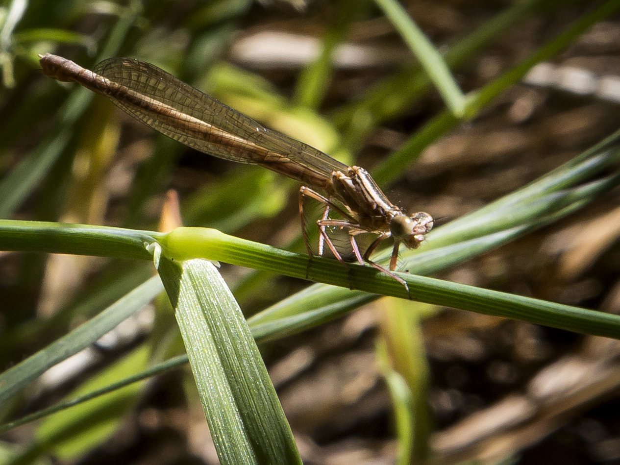 Platycnemis latipes