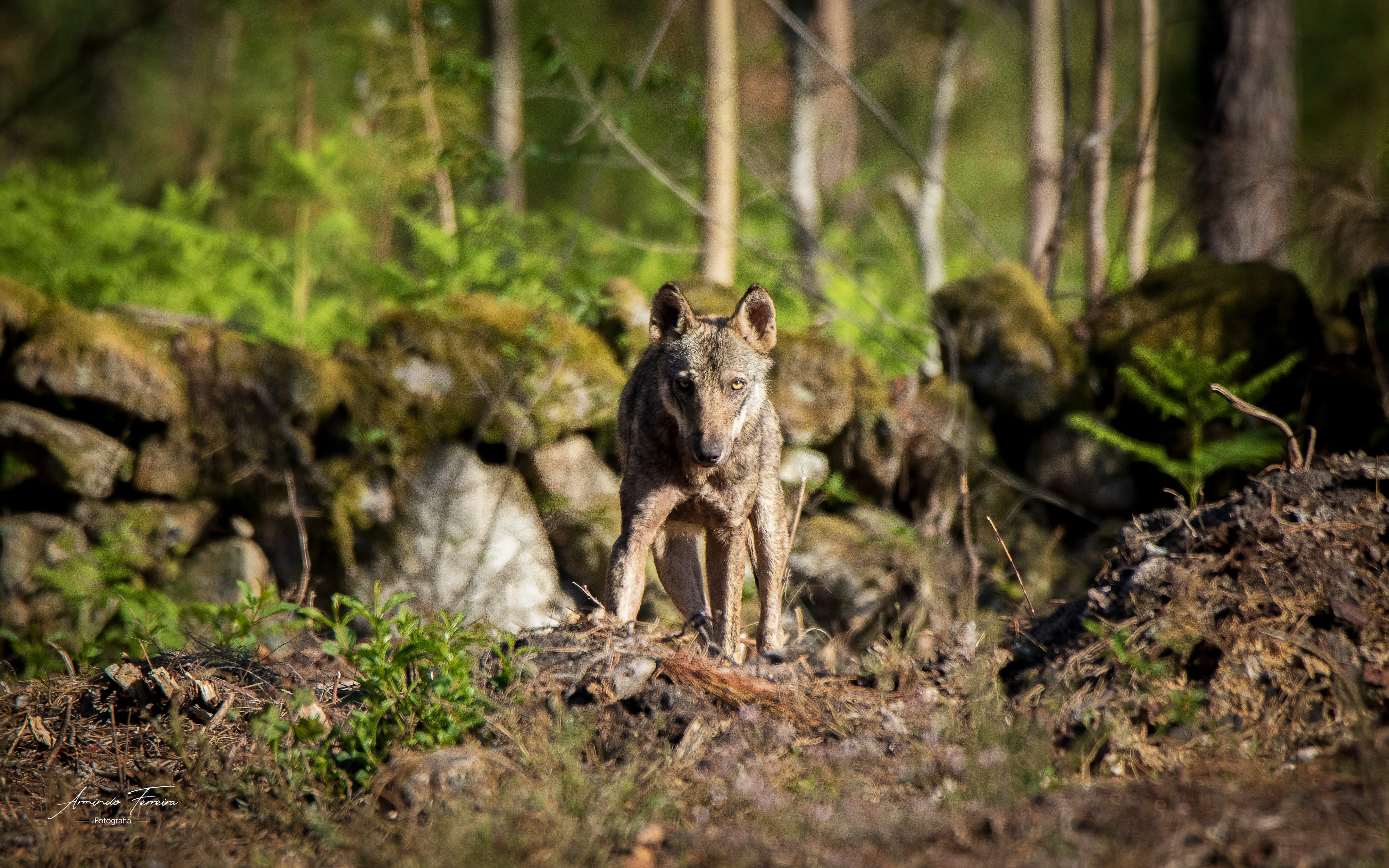 Biodiversidade do Arouca Geopark em temas