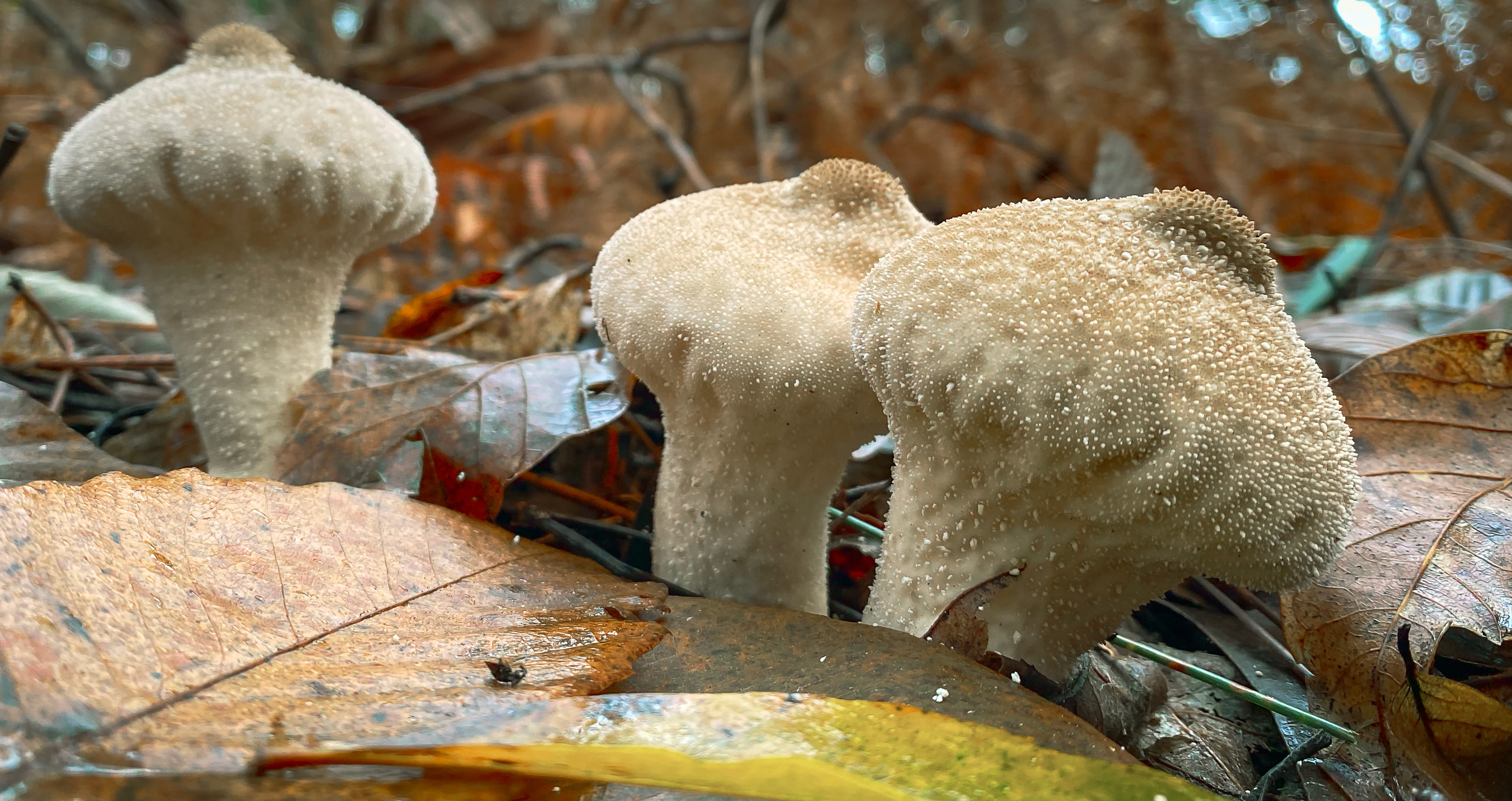 Lycoperdon perlatum  ©AvelinoVieira