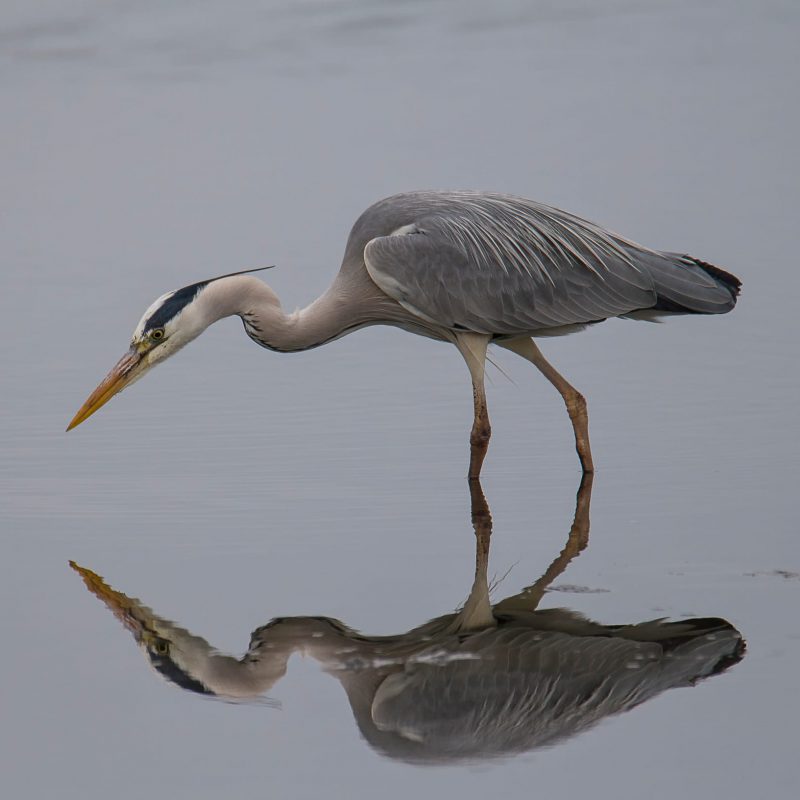 Ardea cinerea