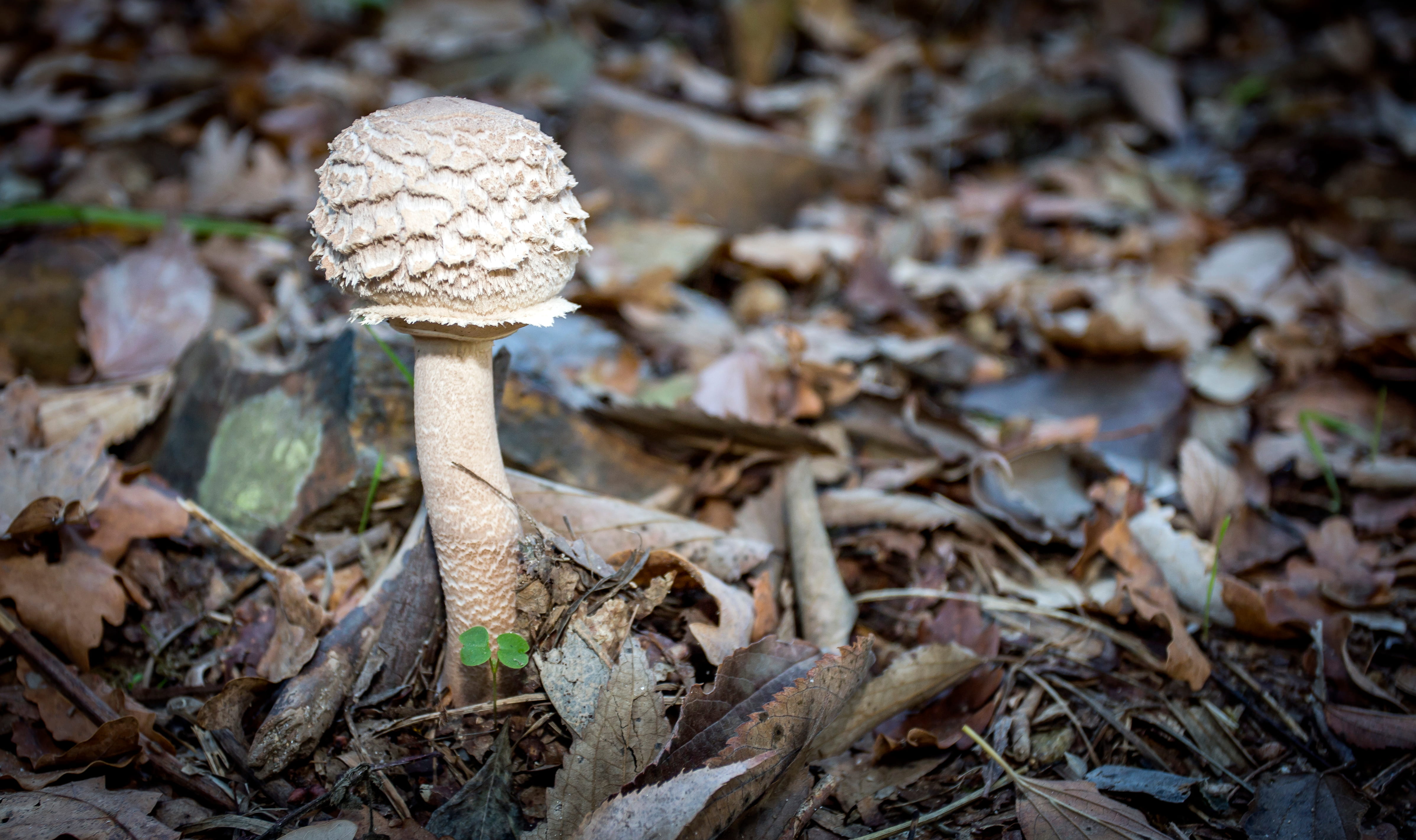 Macrolepiota procera  © Avelino Vieira