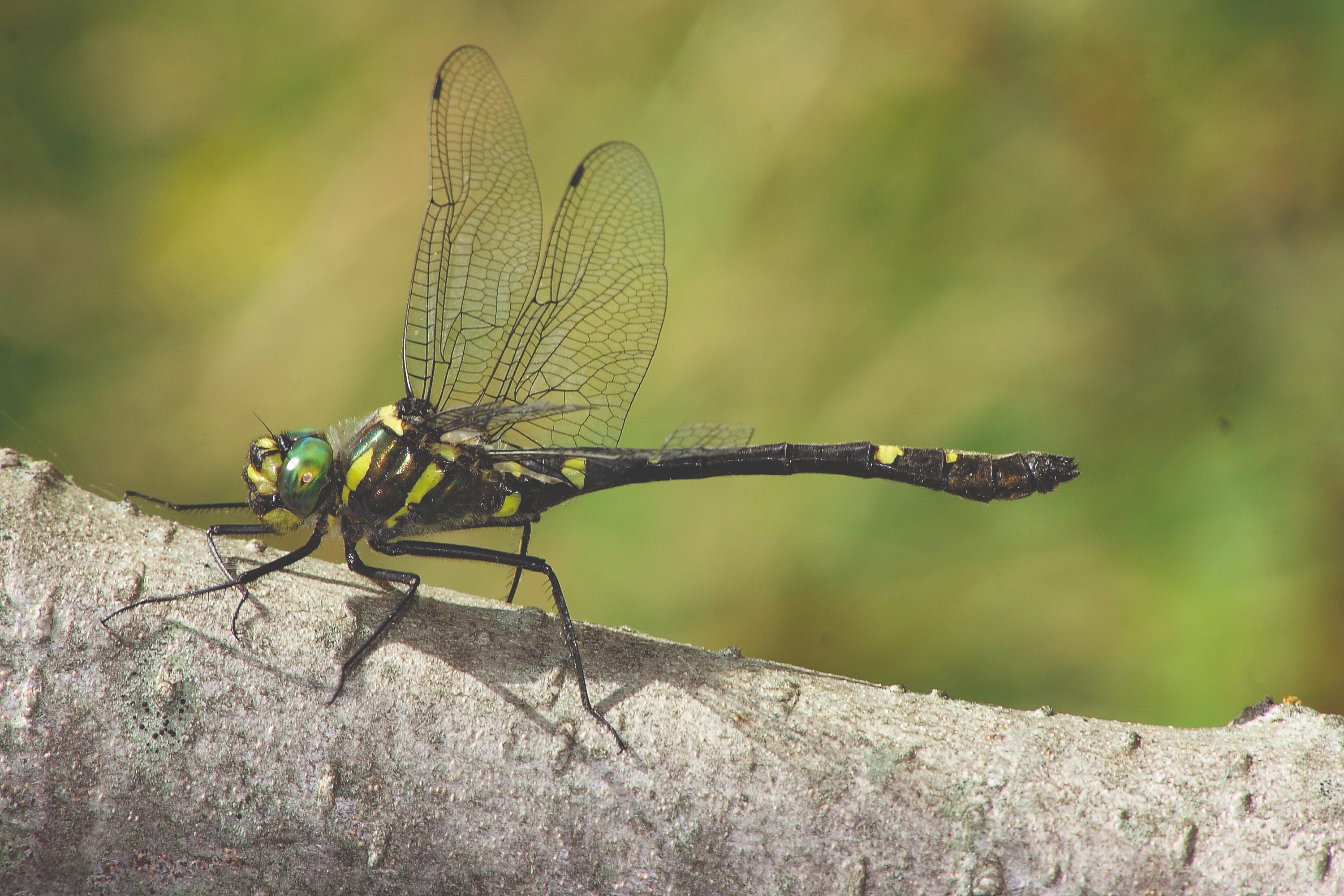 Macromia splendens