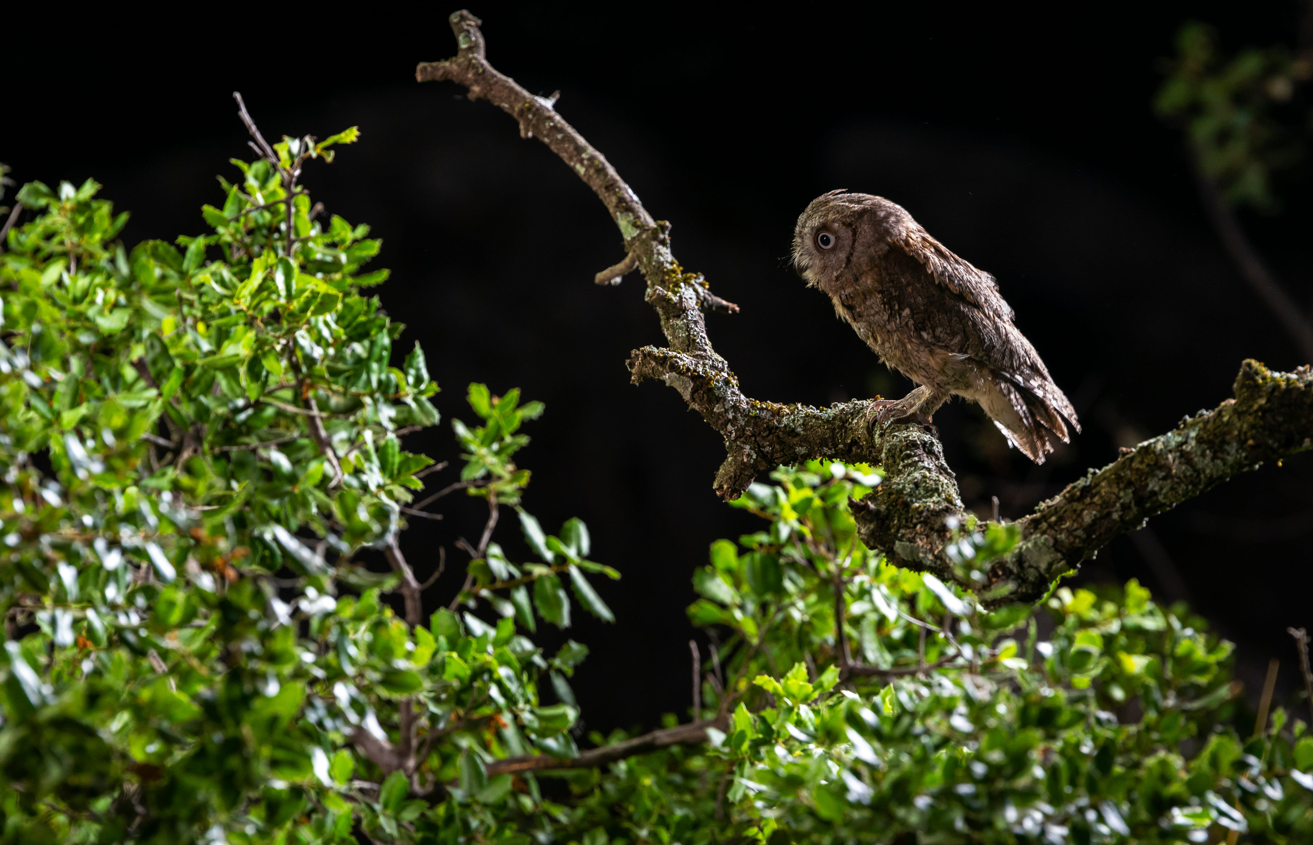 Otus scops