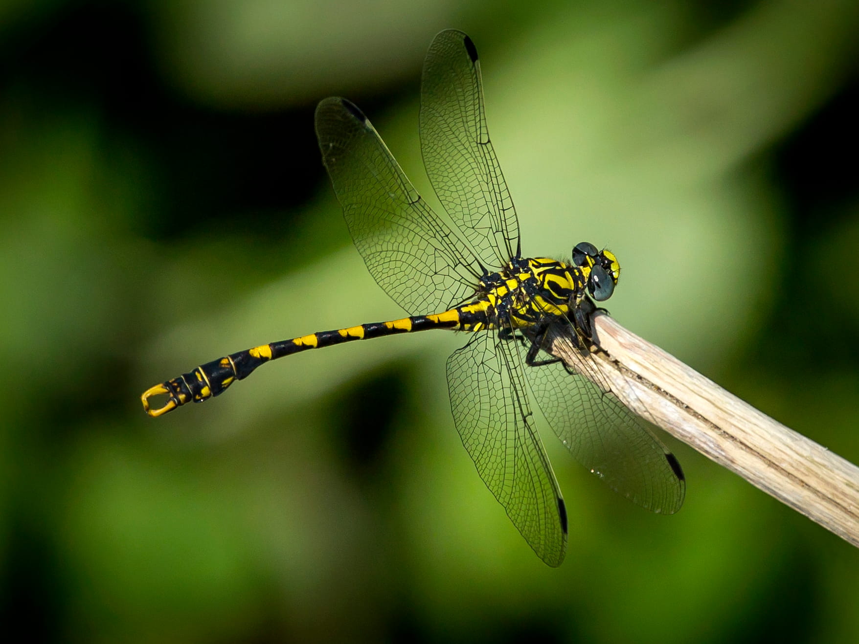 Onychogomphus uncatus